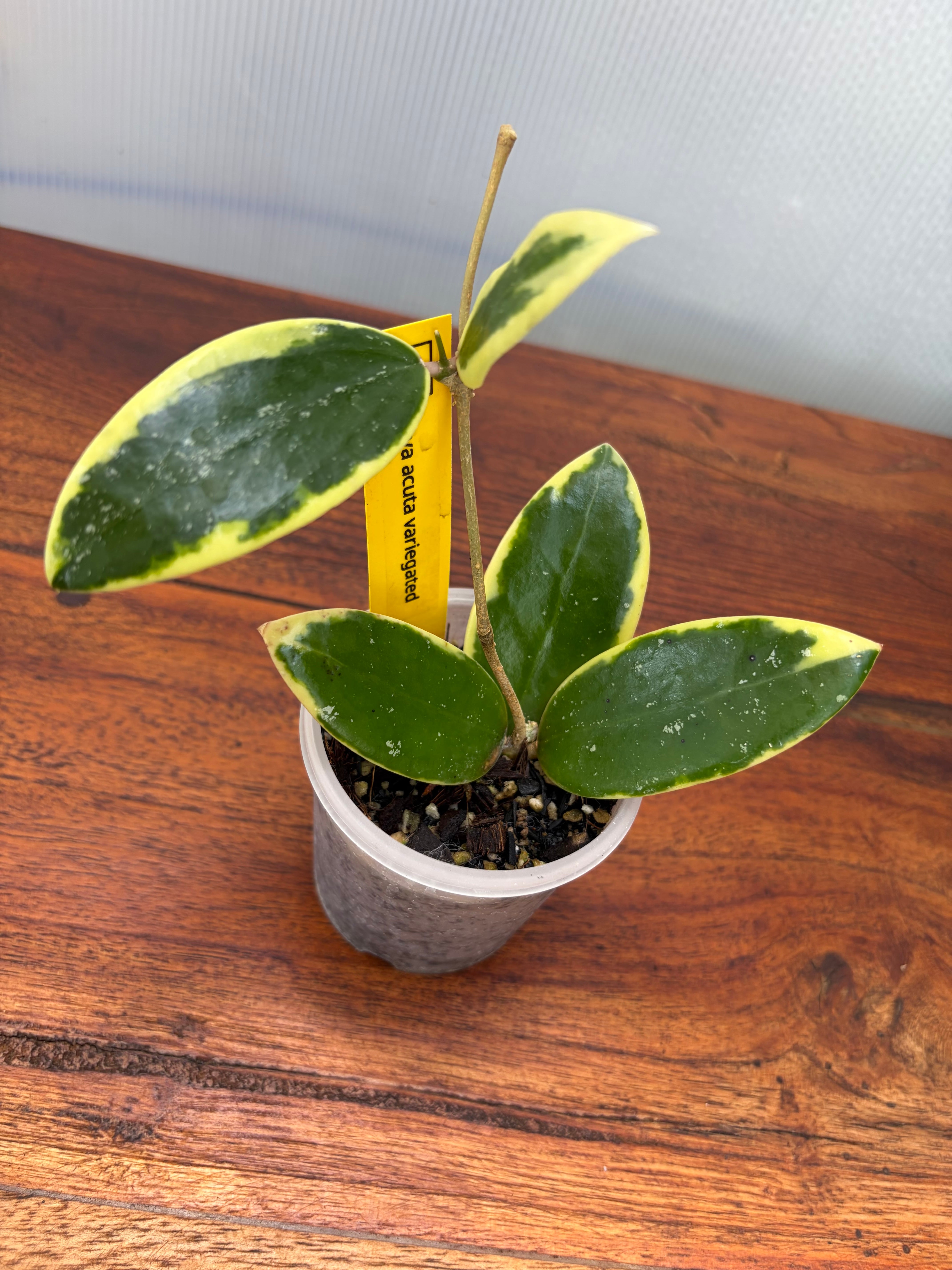 Hoya | BALI-AN 園芸