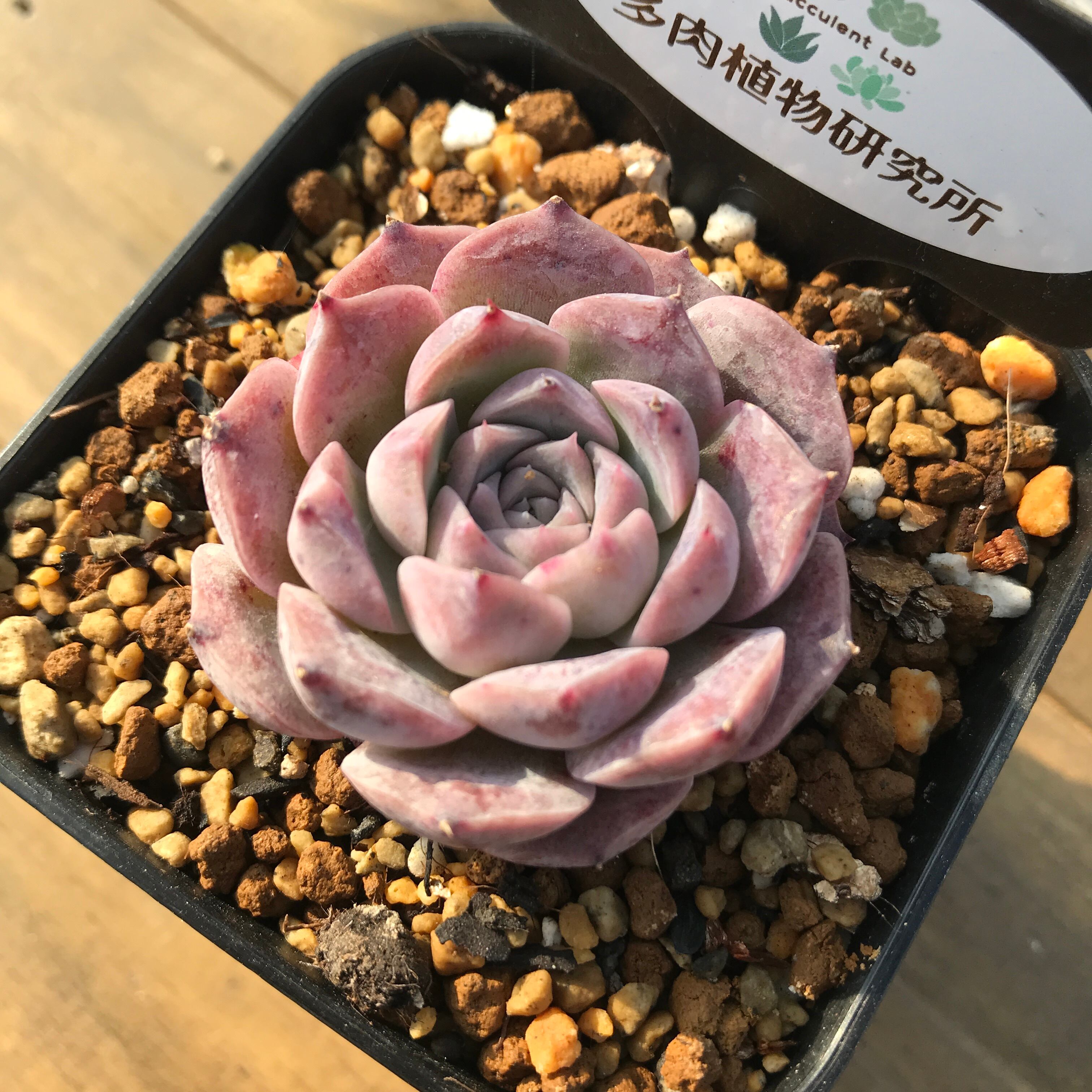 現物商品 ロザリア Echeveria Rosalia 輸入苗 多肉植物研究所