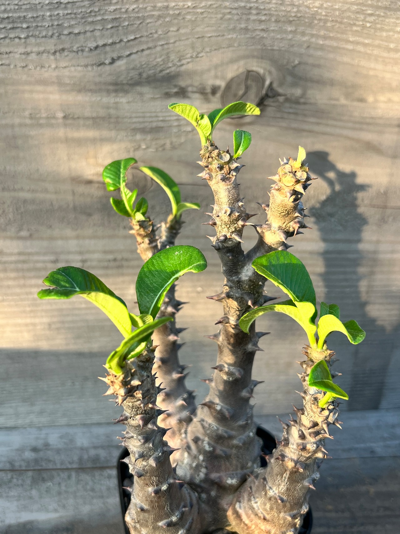 パキポディウム ウィンゾリー 多頭 タイ実生株①