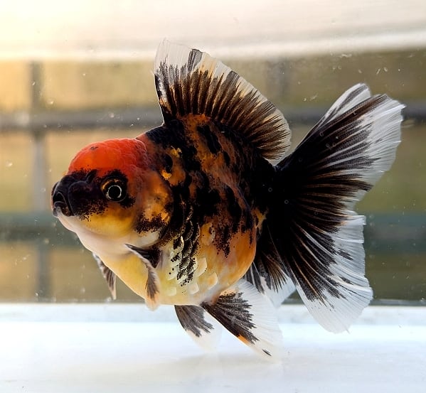 金魚 | らん弐ちゃんファーム