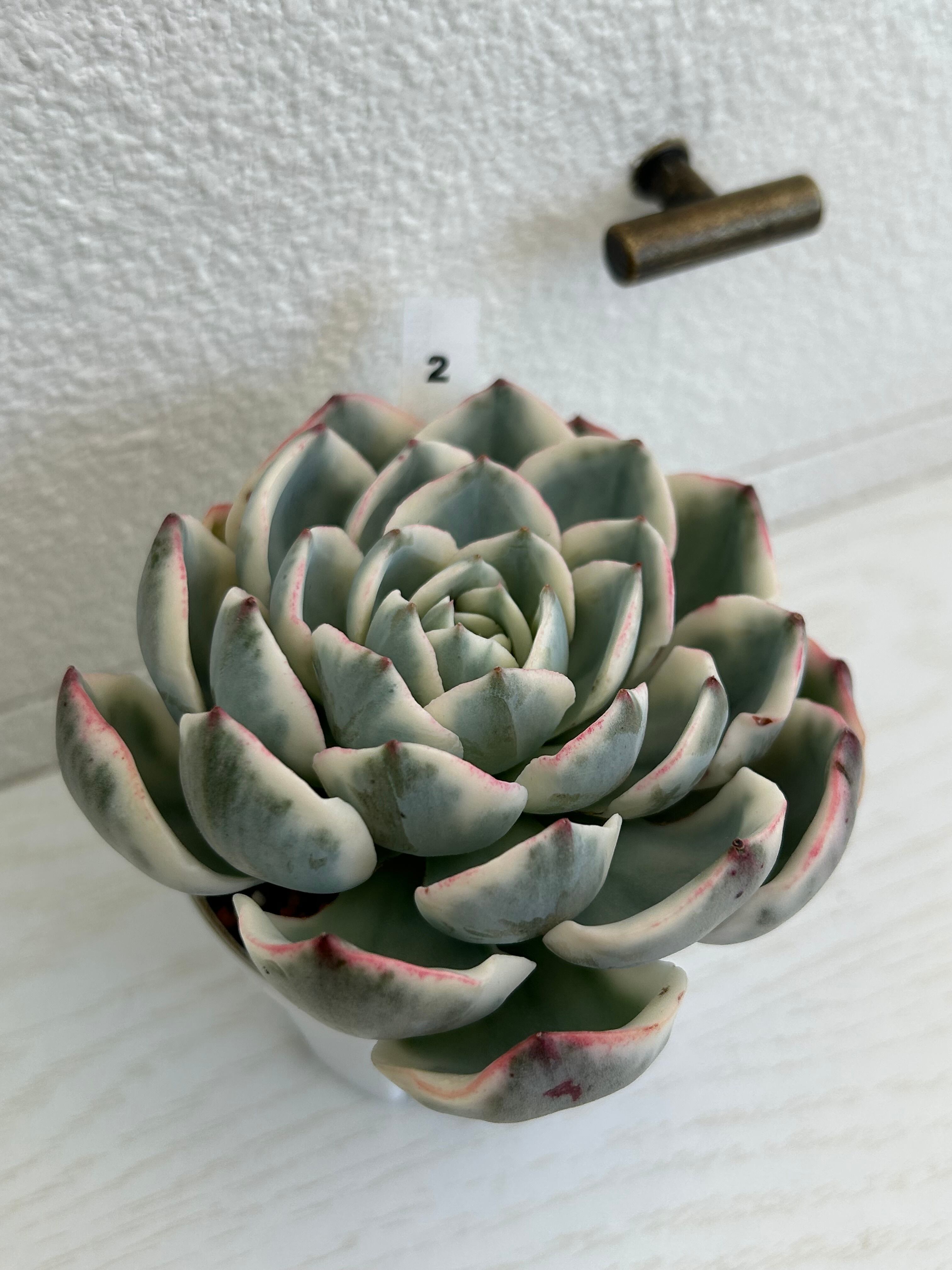 輸入苗 ☆ピーチス&クリーム錦No.2