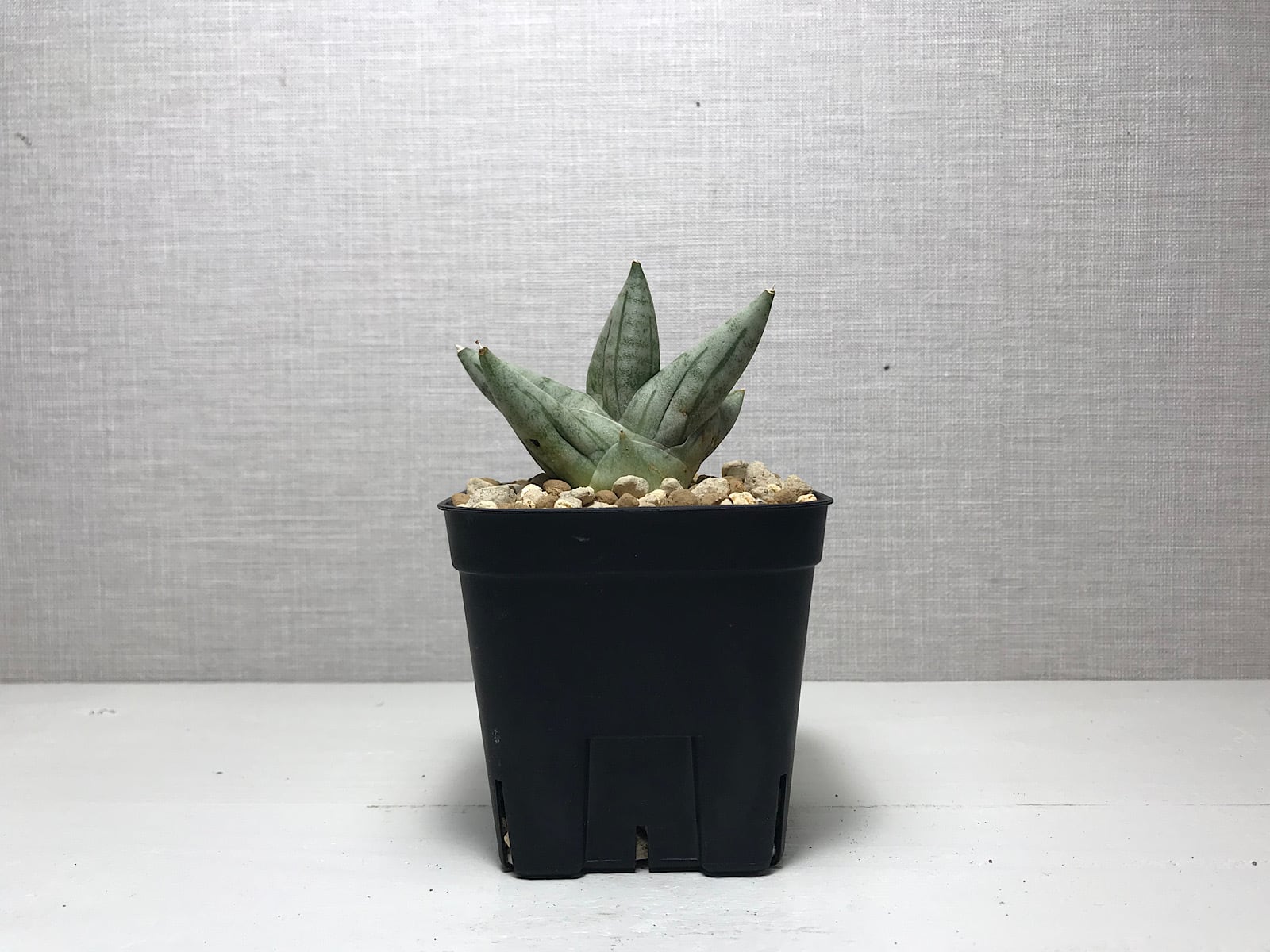 サンスベリア ボンセレンシス プラチナム