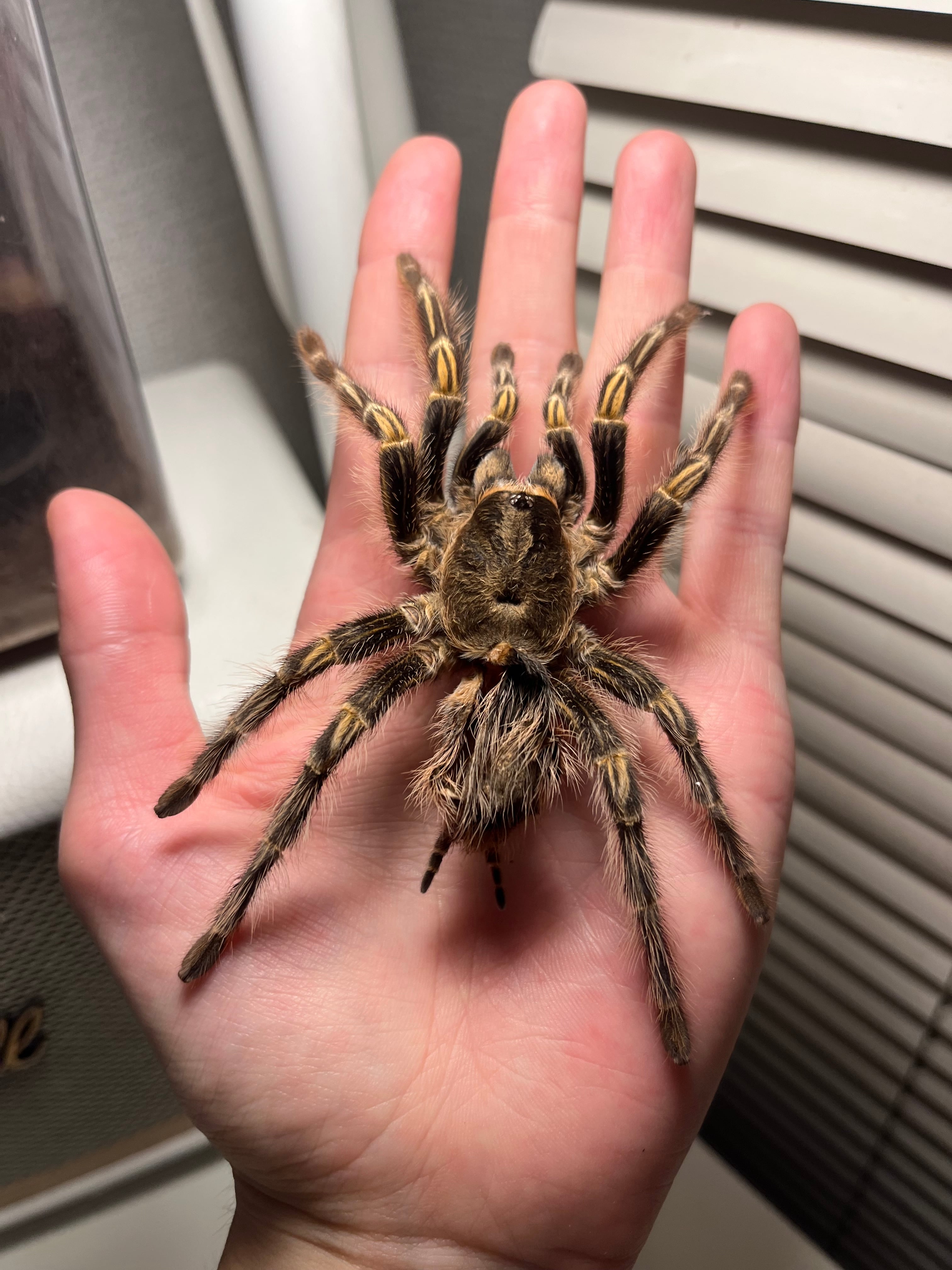 大土蜘蛛 | オモニキチュウ