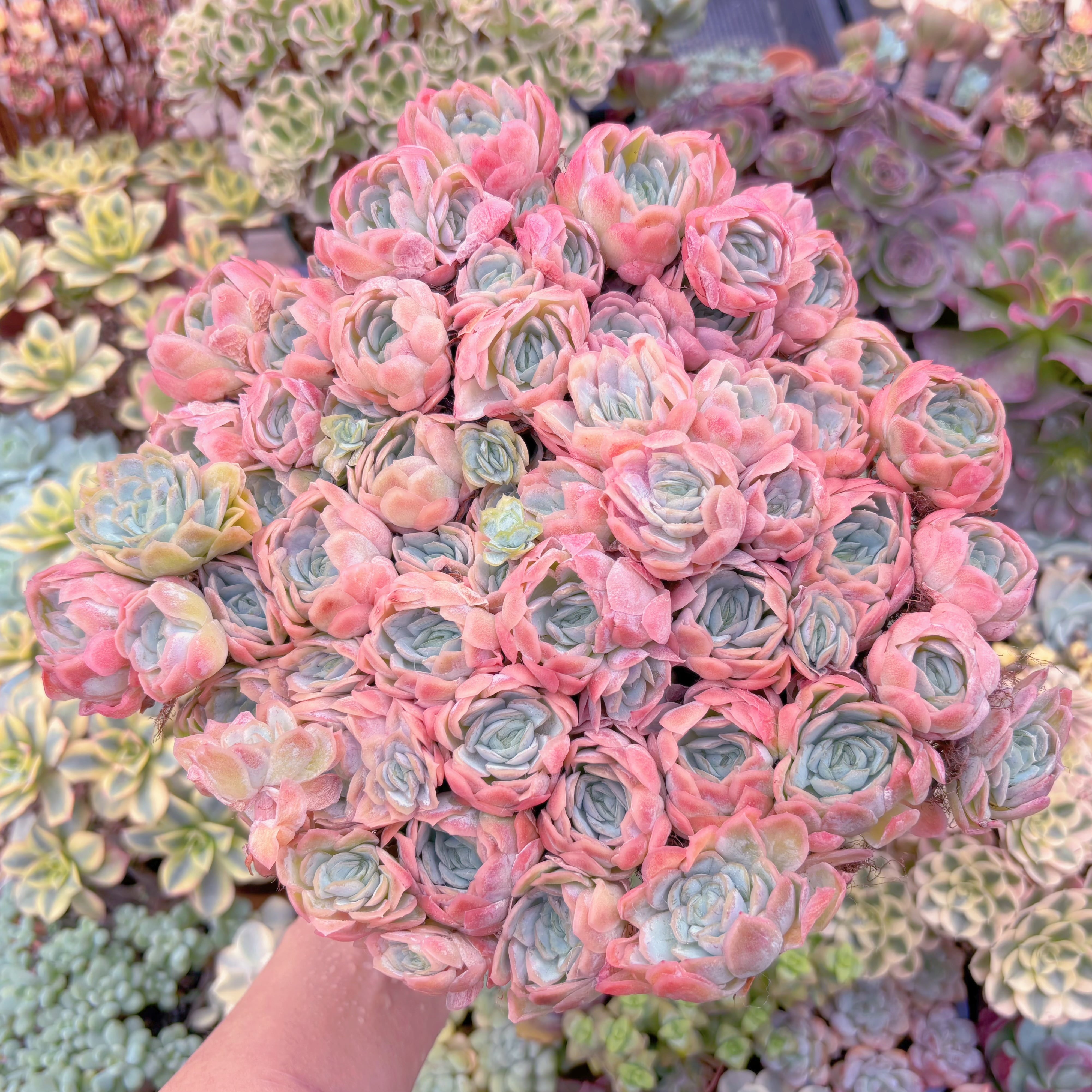 現品　クィーンローズ覆輪錦#771　特特特大群生　るる農園