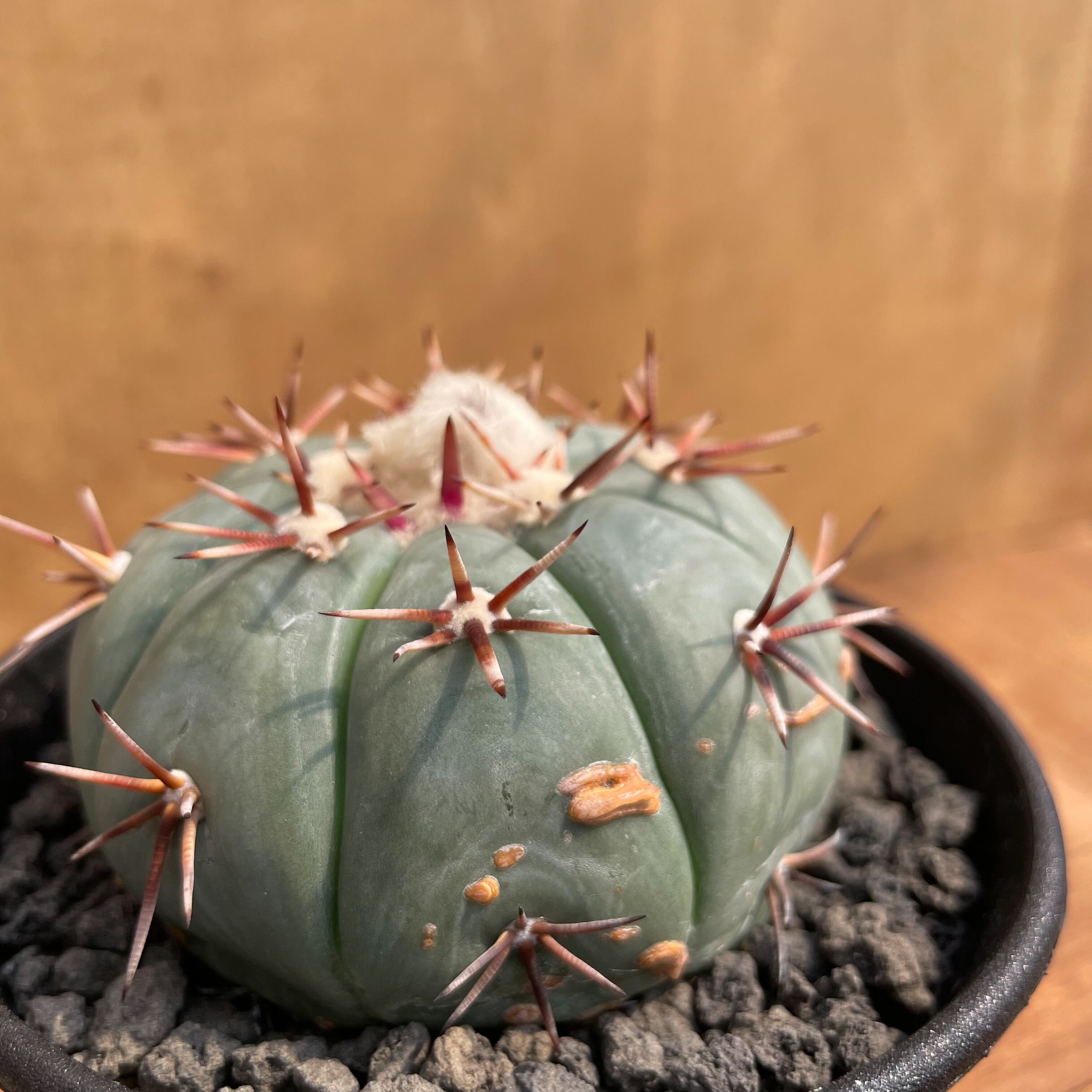 Echinocactus horizonthalonius【エキノカクタス・太平丸】 | RIMO'S