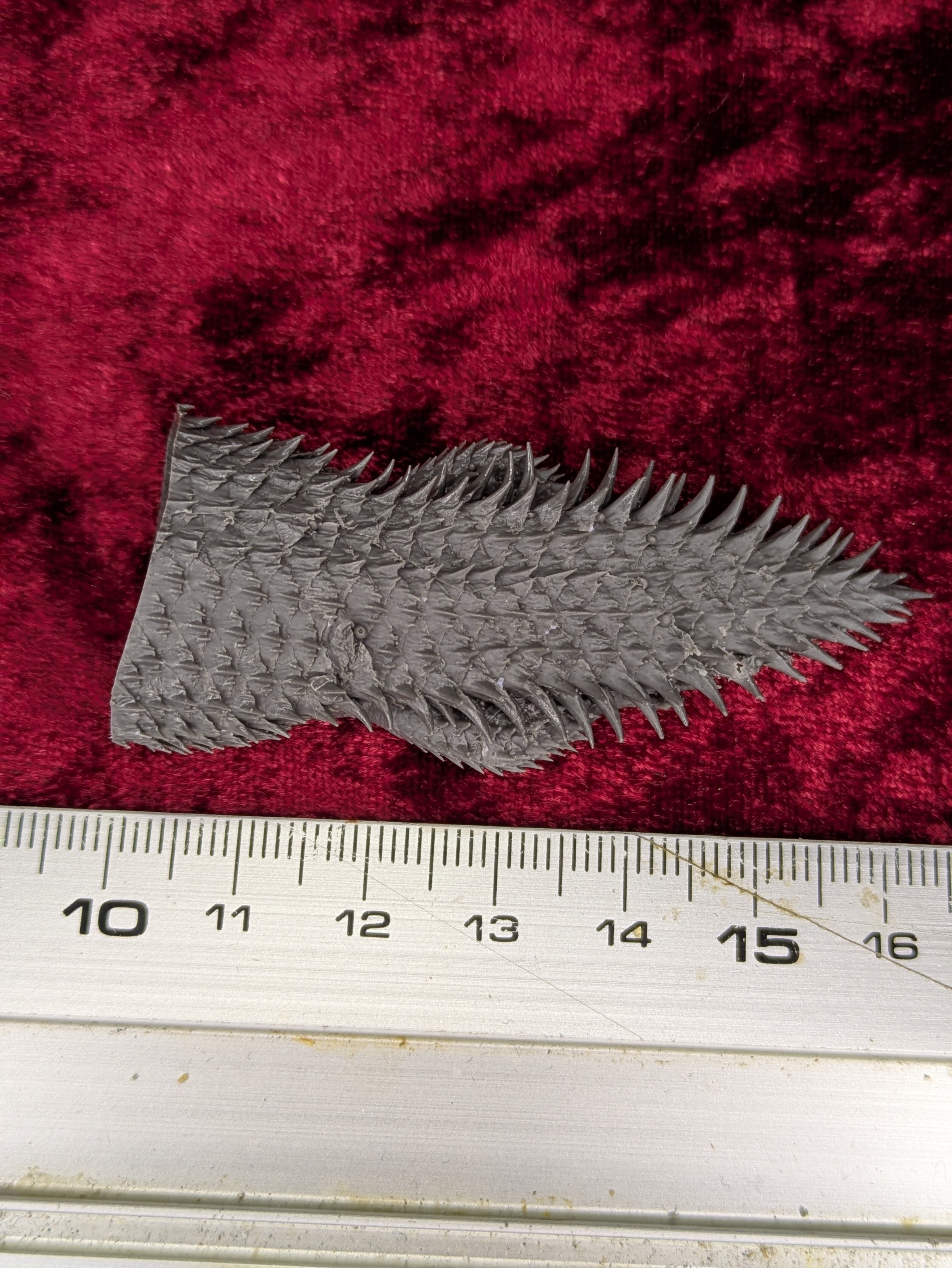 6.ハクビシン 若獣〜老獣 | galvanic -骨オヤジ通販部-