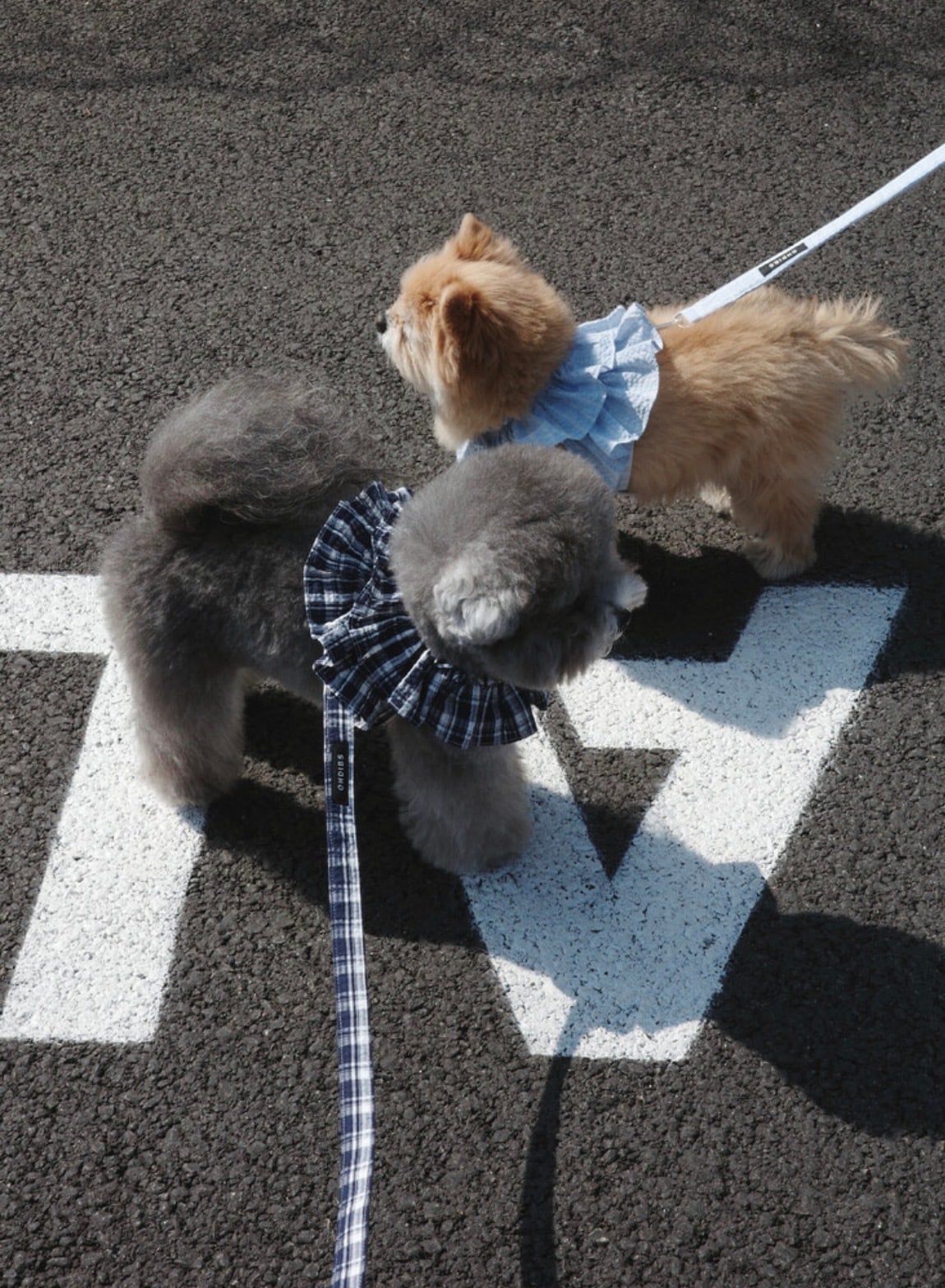 即納ページ【OHDIBS】capeness leash（150cm） | ropet