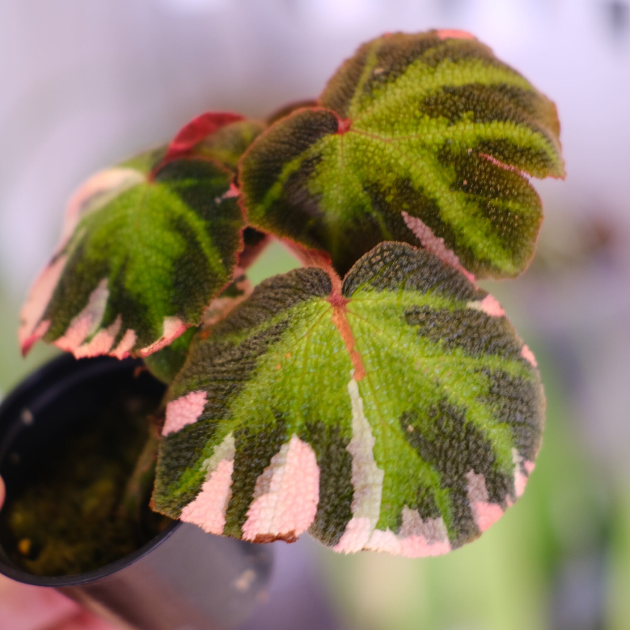 Begonia soli mutata Variegated│ベゴニア ソリムタータ バリエガータ