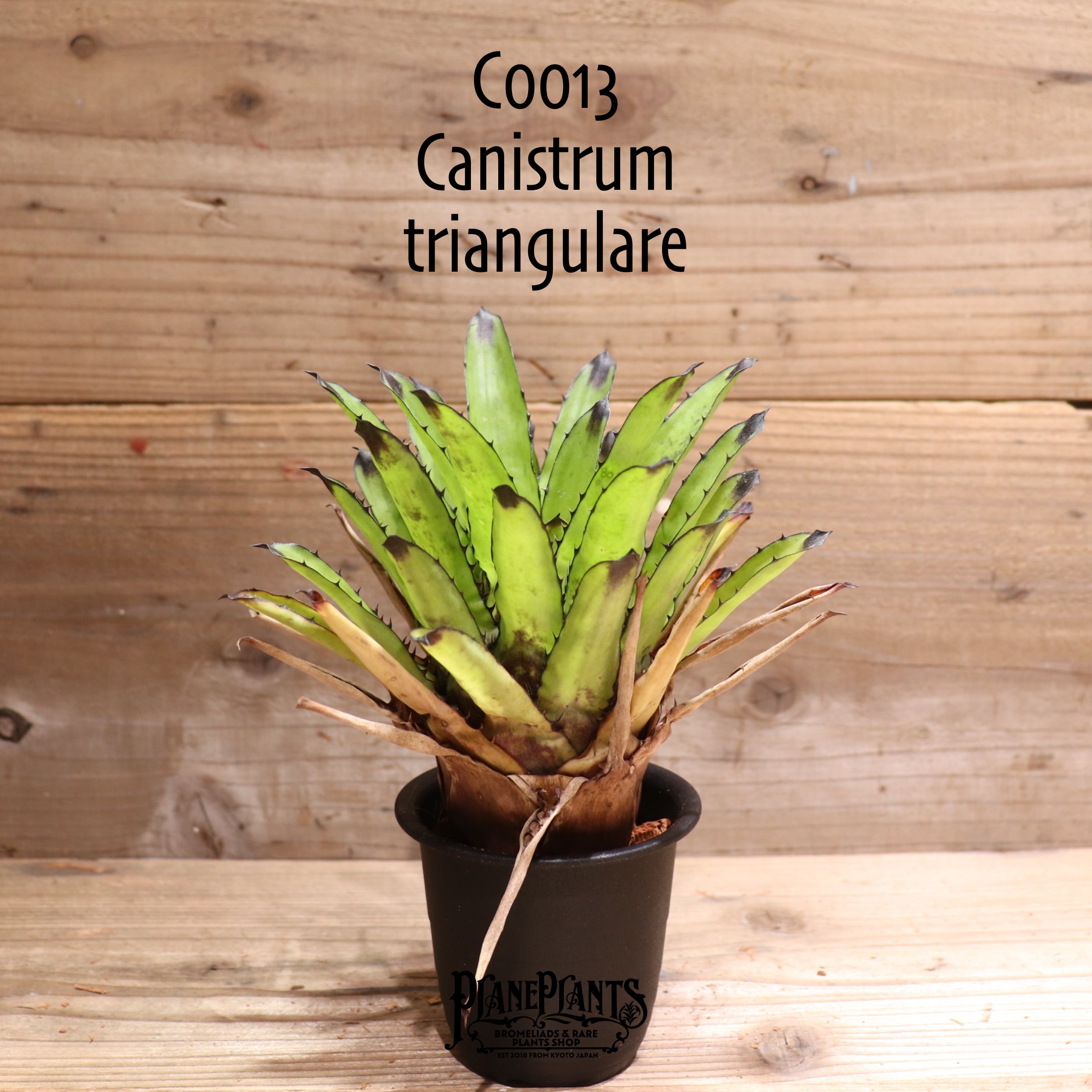 Canistrum | plane plants