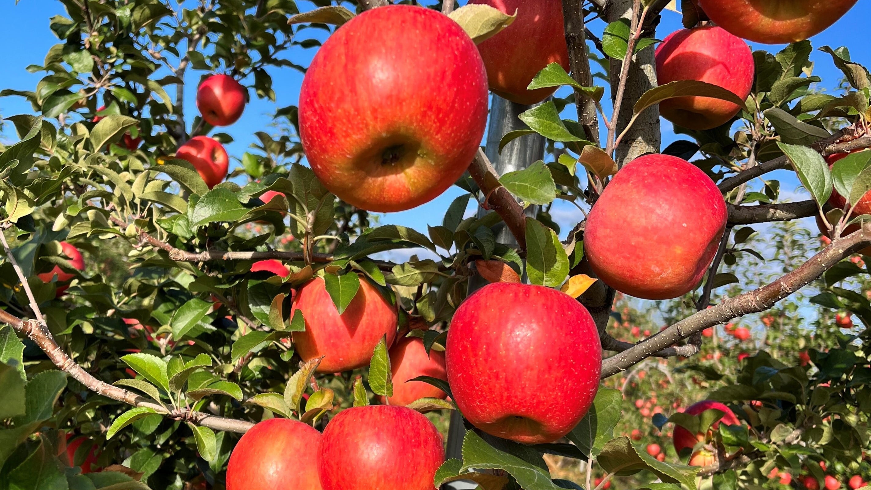 葉とらず高徳　贈答用3kg