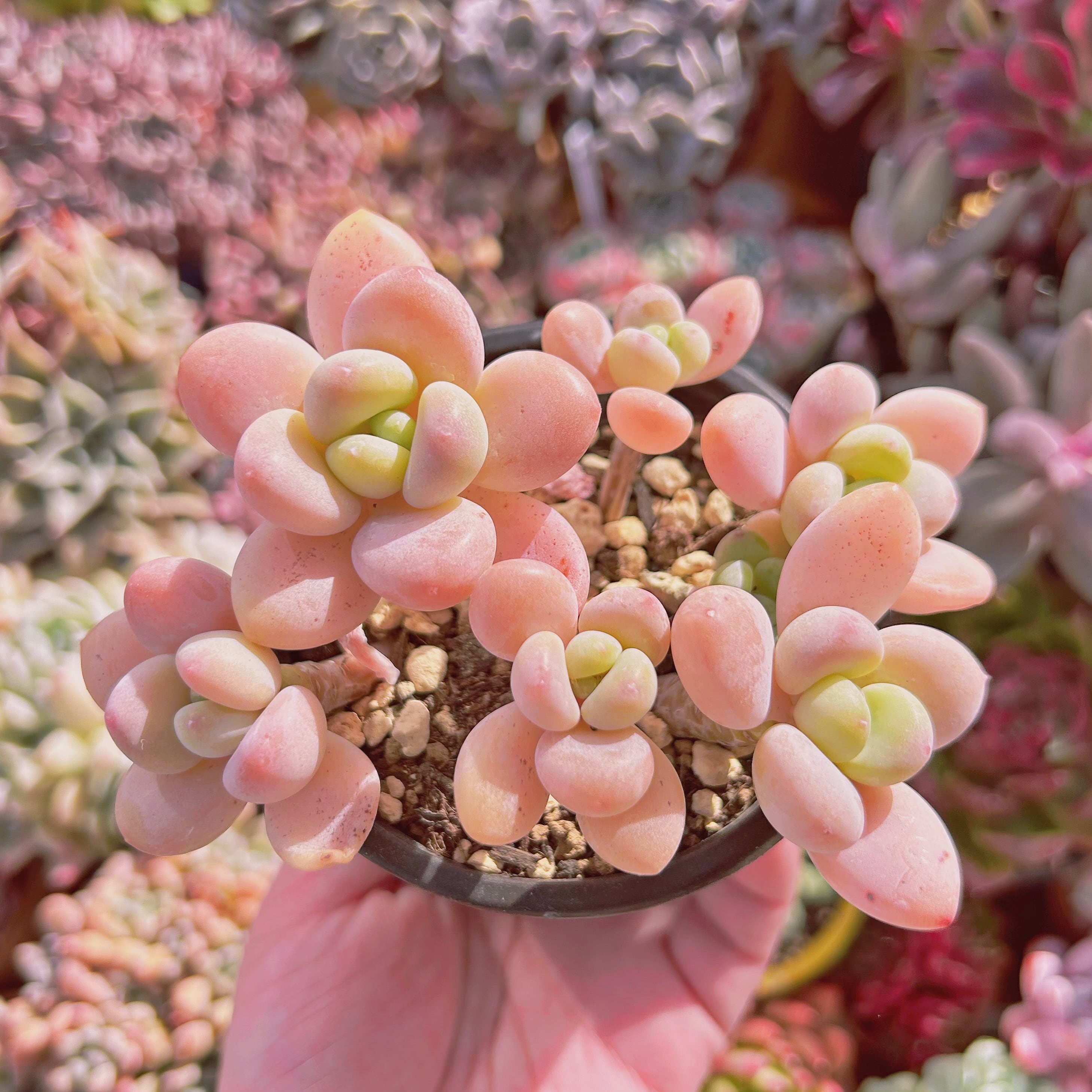 #019現物　多肉植物　シャボン玉　特大群生