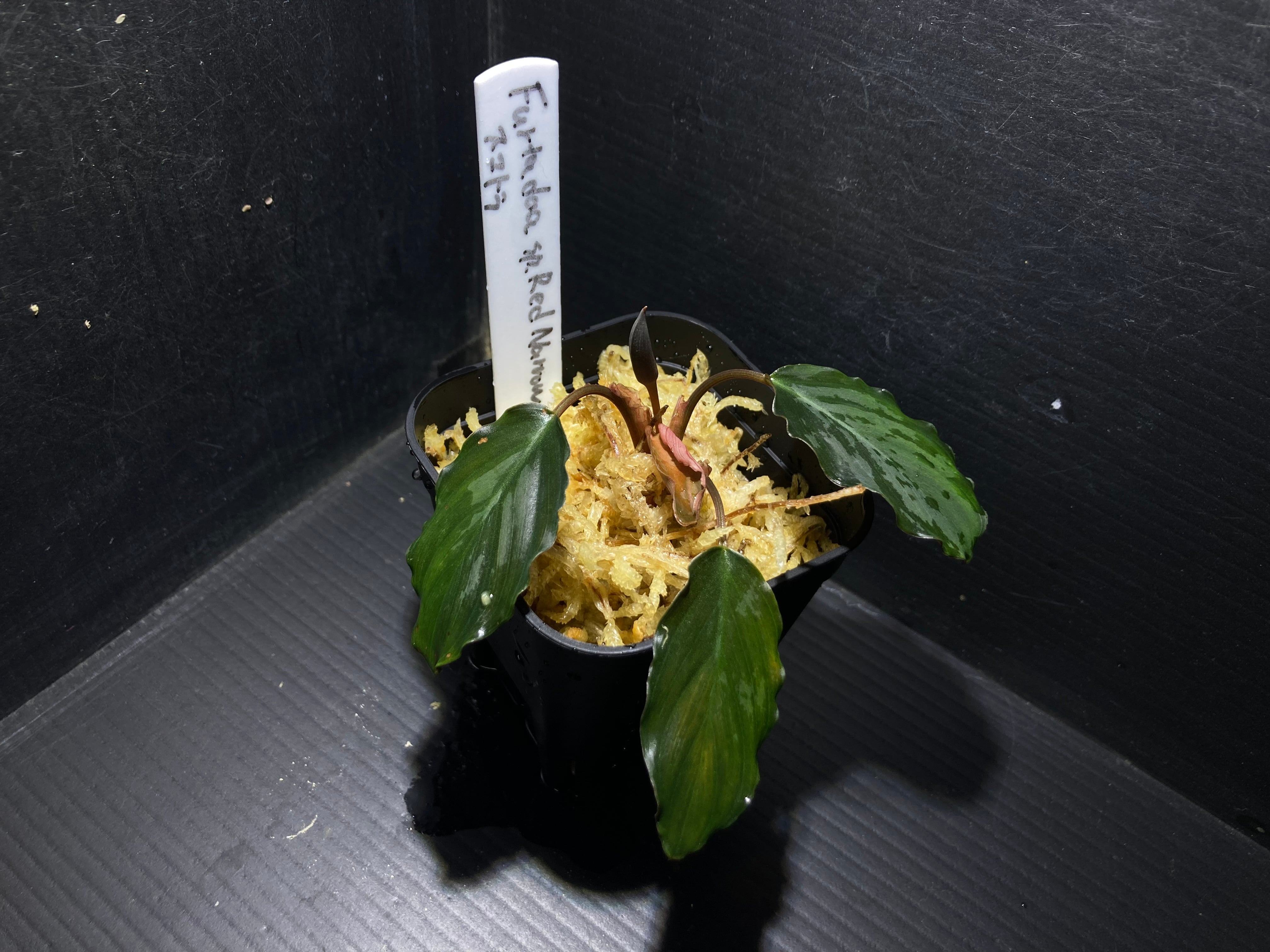 Furtadoa sp.