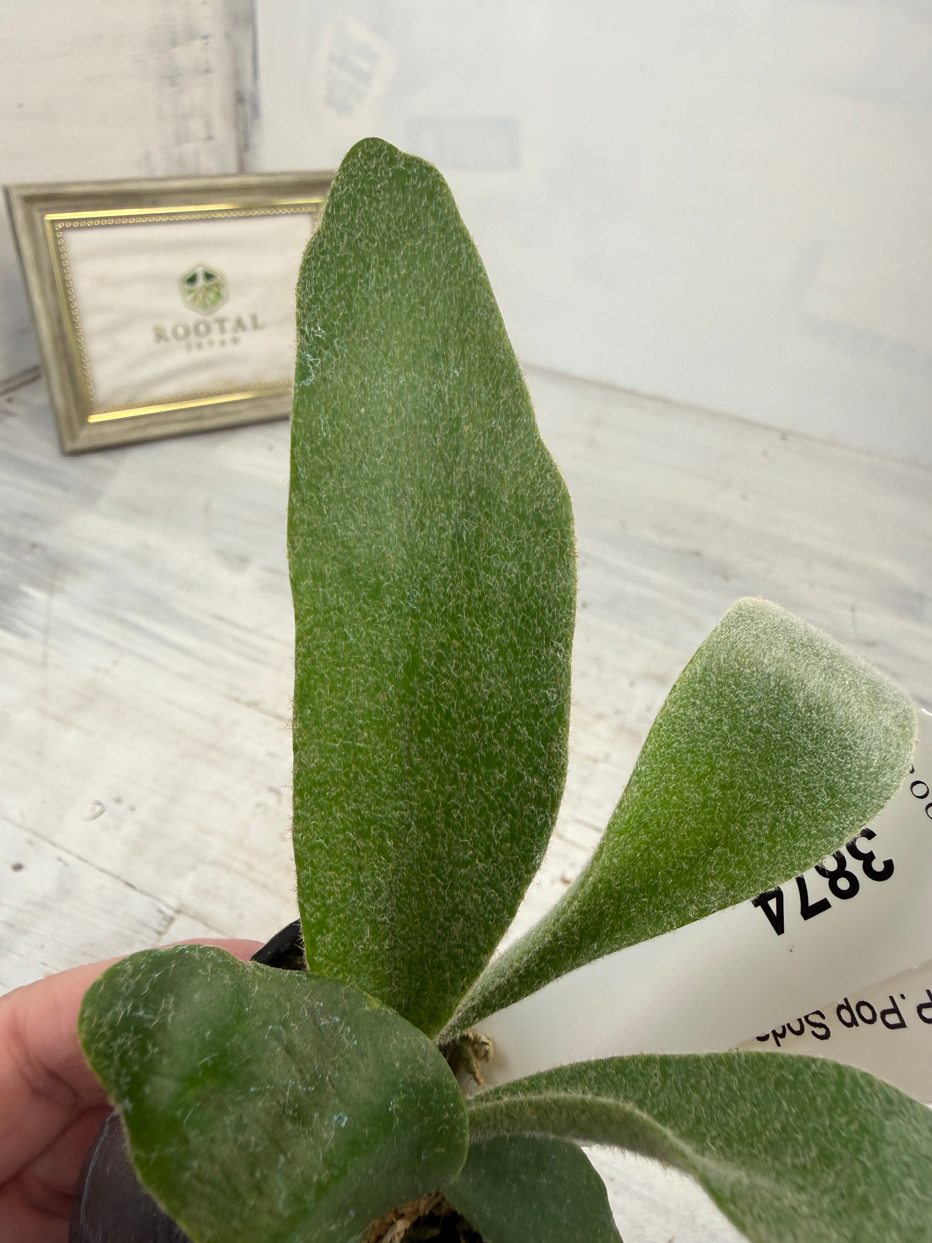 ☆3874 ビカクシダ ポップソーダ TC (5㎝ポット) | ROOTALPLANTS