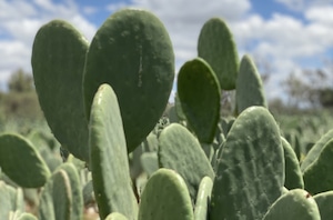 MoEa - CACTUS  Tricolor 【在庫が女性サイズだけ】