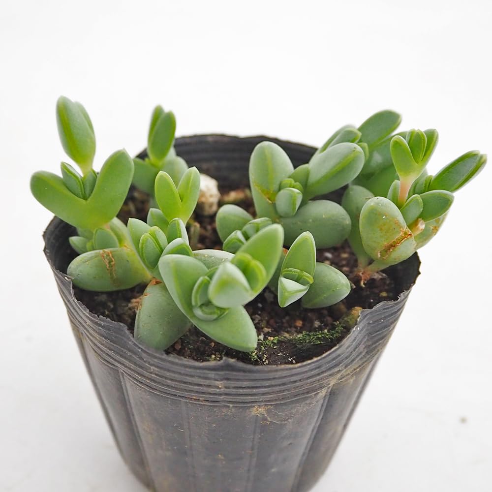 多肉植物 ドロサンテマム シュガーボール錦 抜き苗 1株 | PAY ID