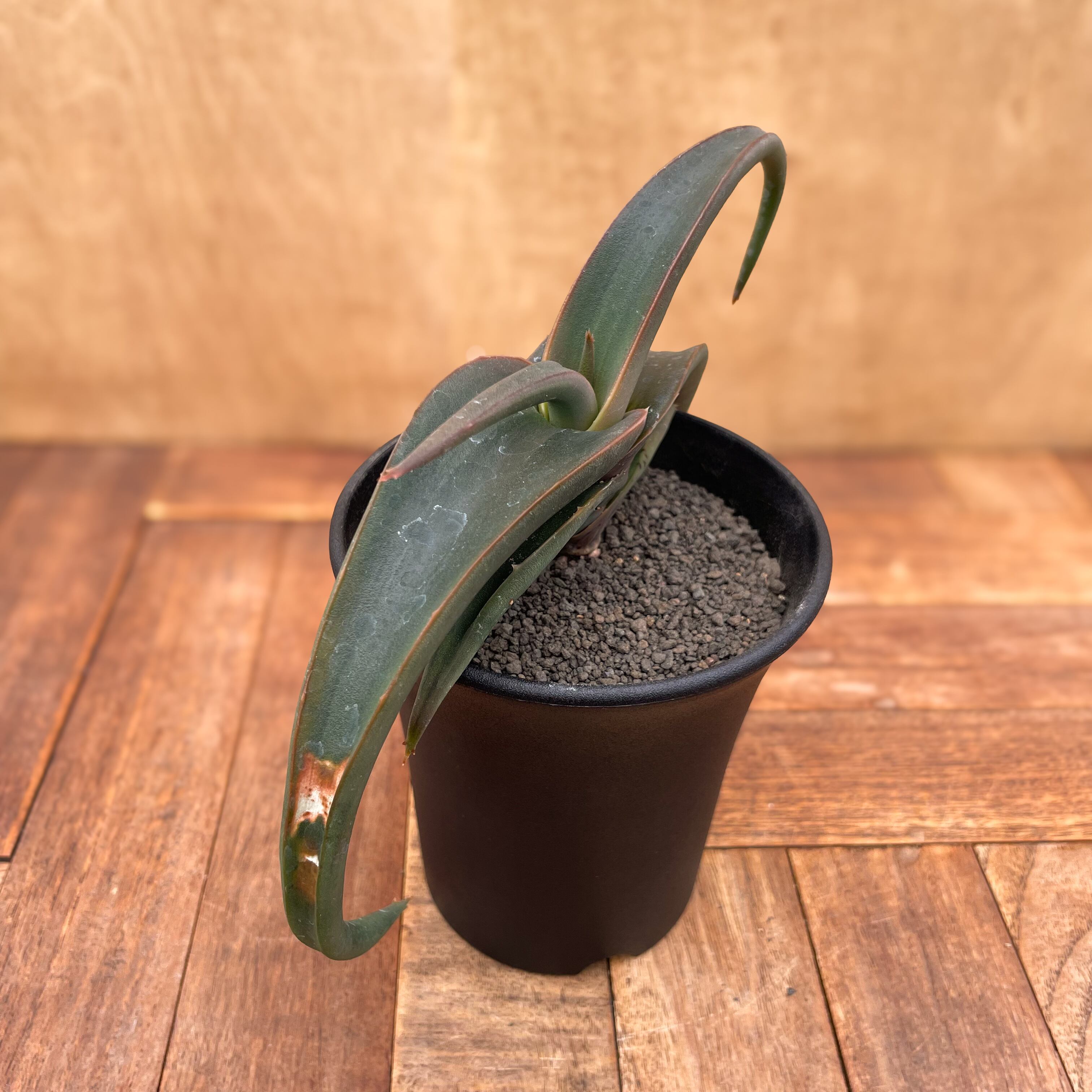 Aloe fleurentiniorum【アロエ・フロレンチニオラム】 | RIMO'S Aloe fleurentiniorum【アロエ・フロレンチニオラム】 | RIMO'S