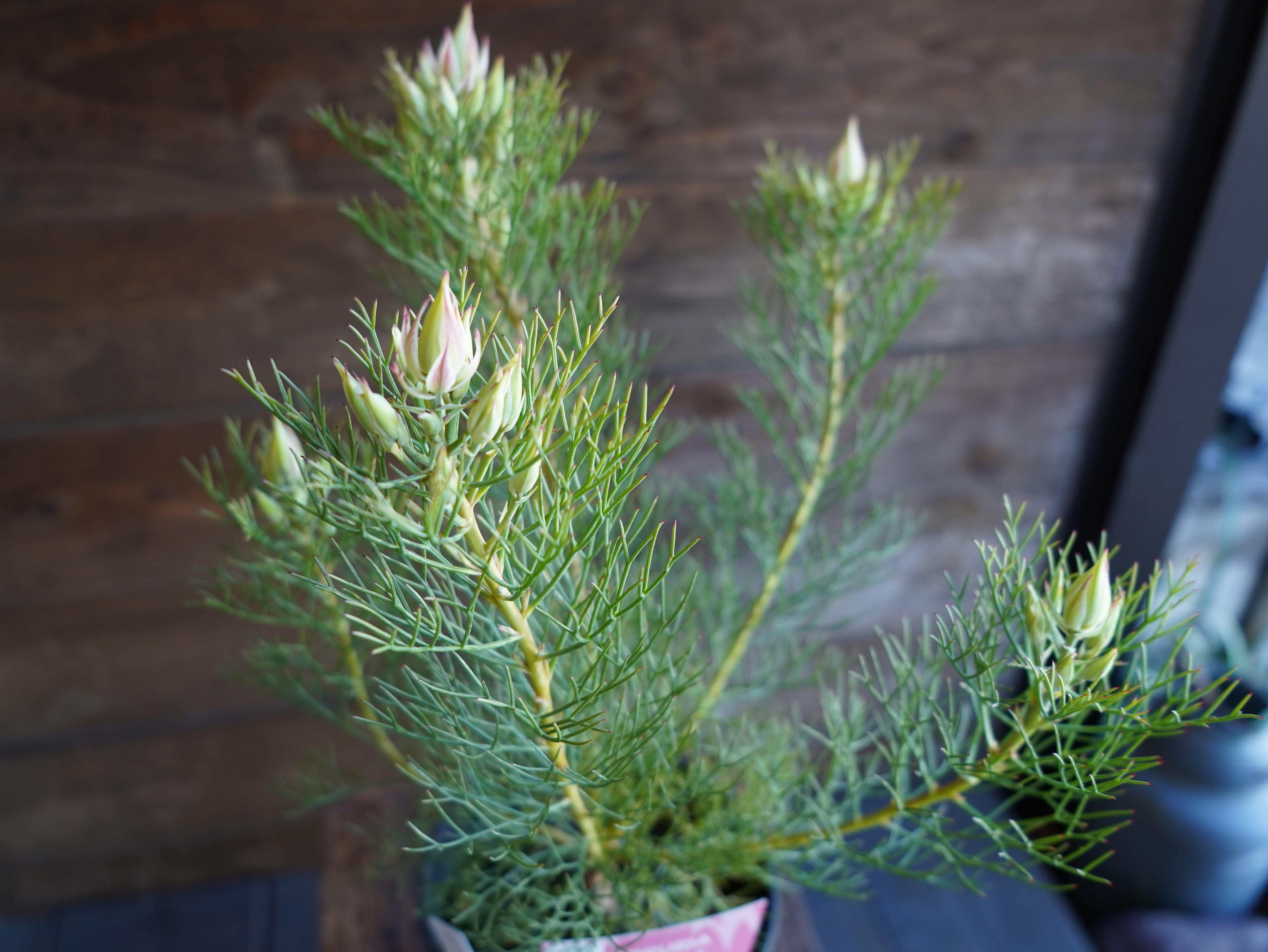 【現物】セルリア　”プリティピンク”　B