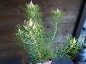 【現物】セルリア ”プリティピンク” B