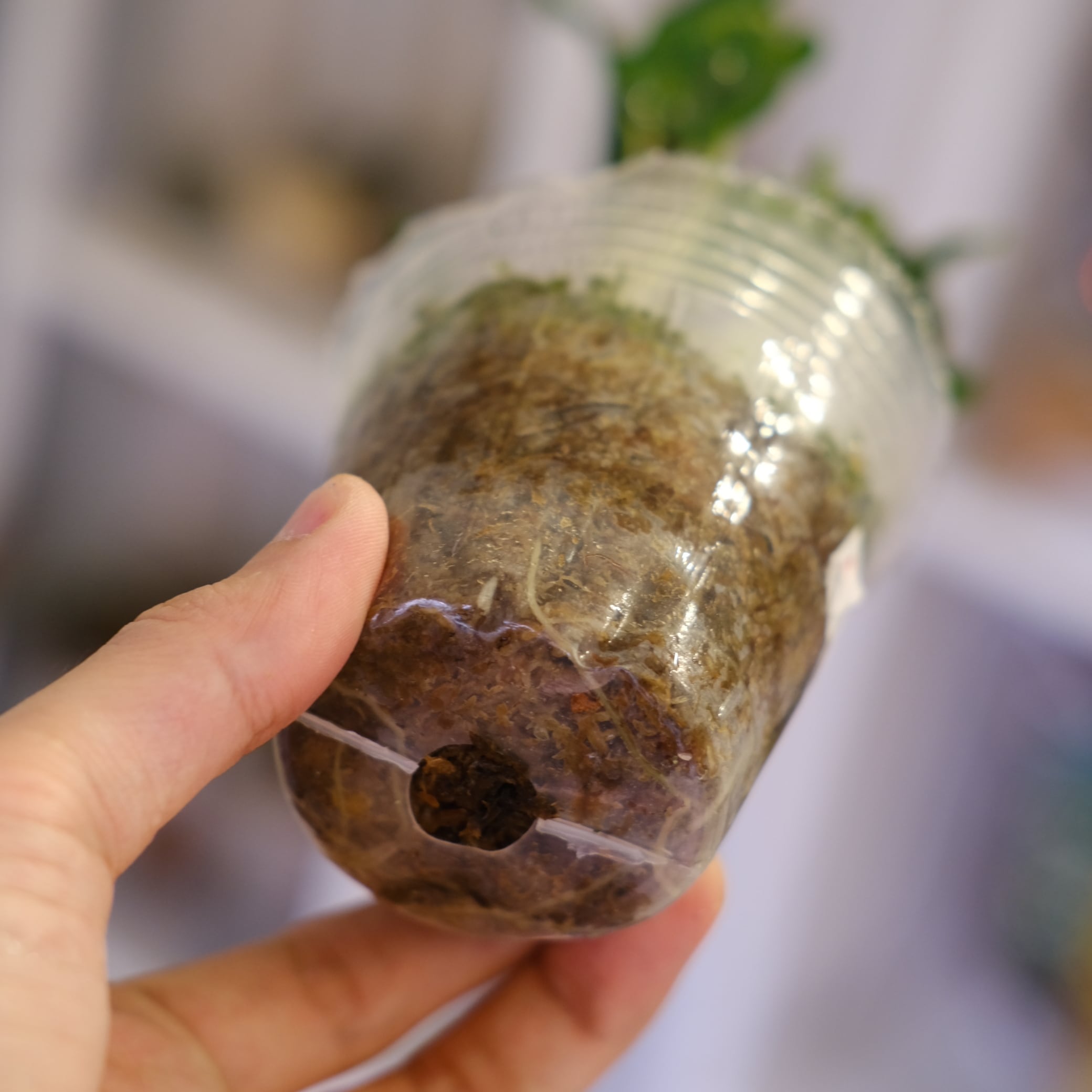 アロカシア　ホーリーグレイル Alocasia 'Holy Grail'｜アロカシア・ホーリーグレイル｜観葉植物