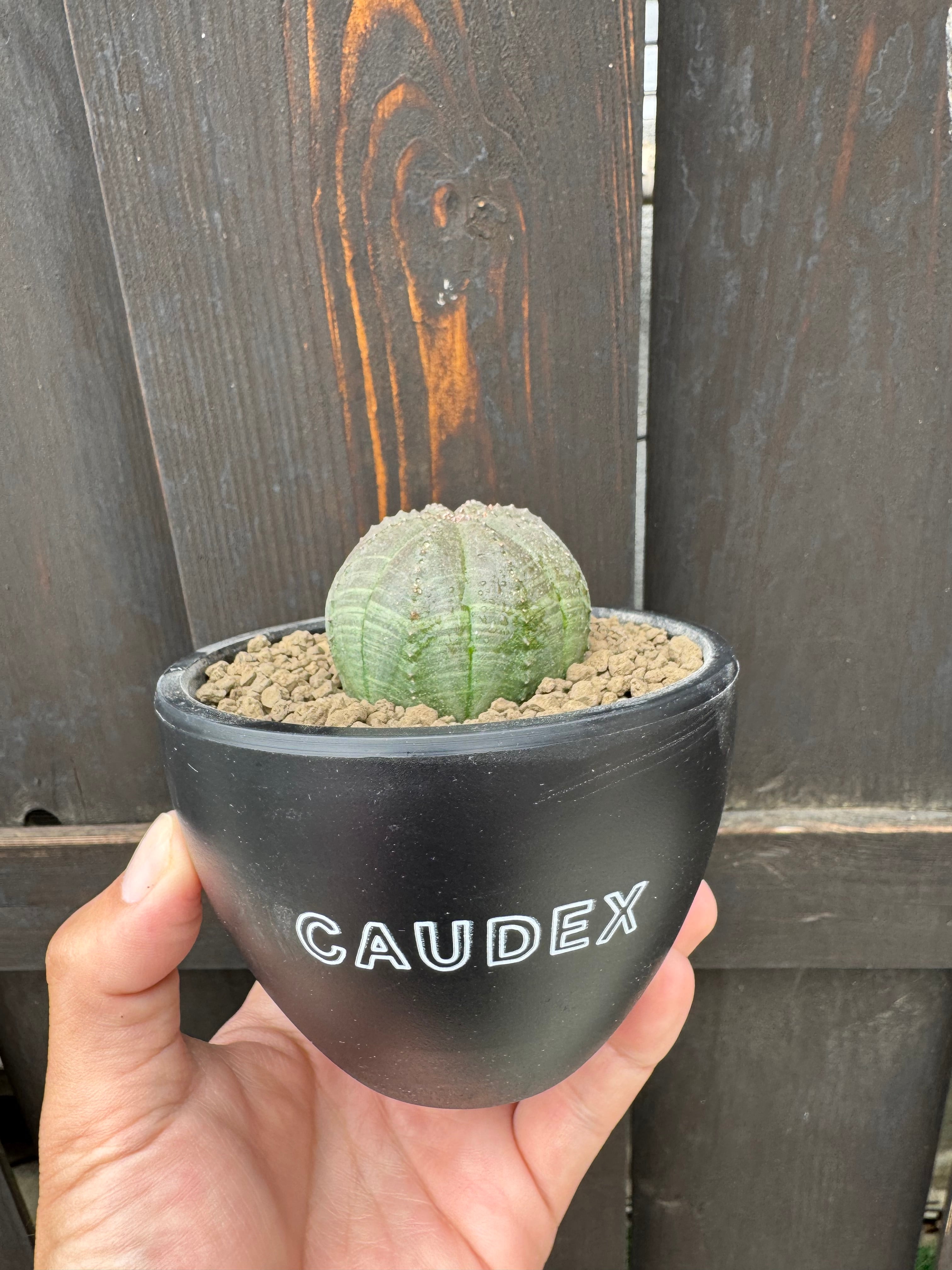 塊根植物 -caudex- | 青坊主-aobouzu-