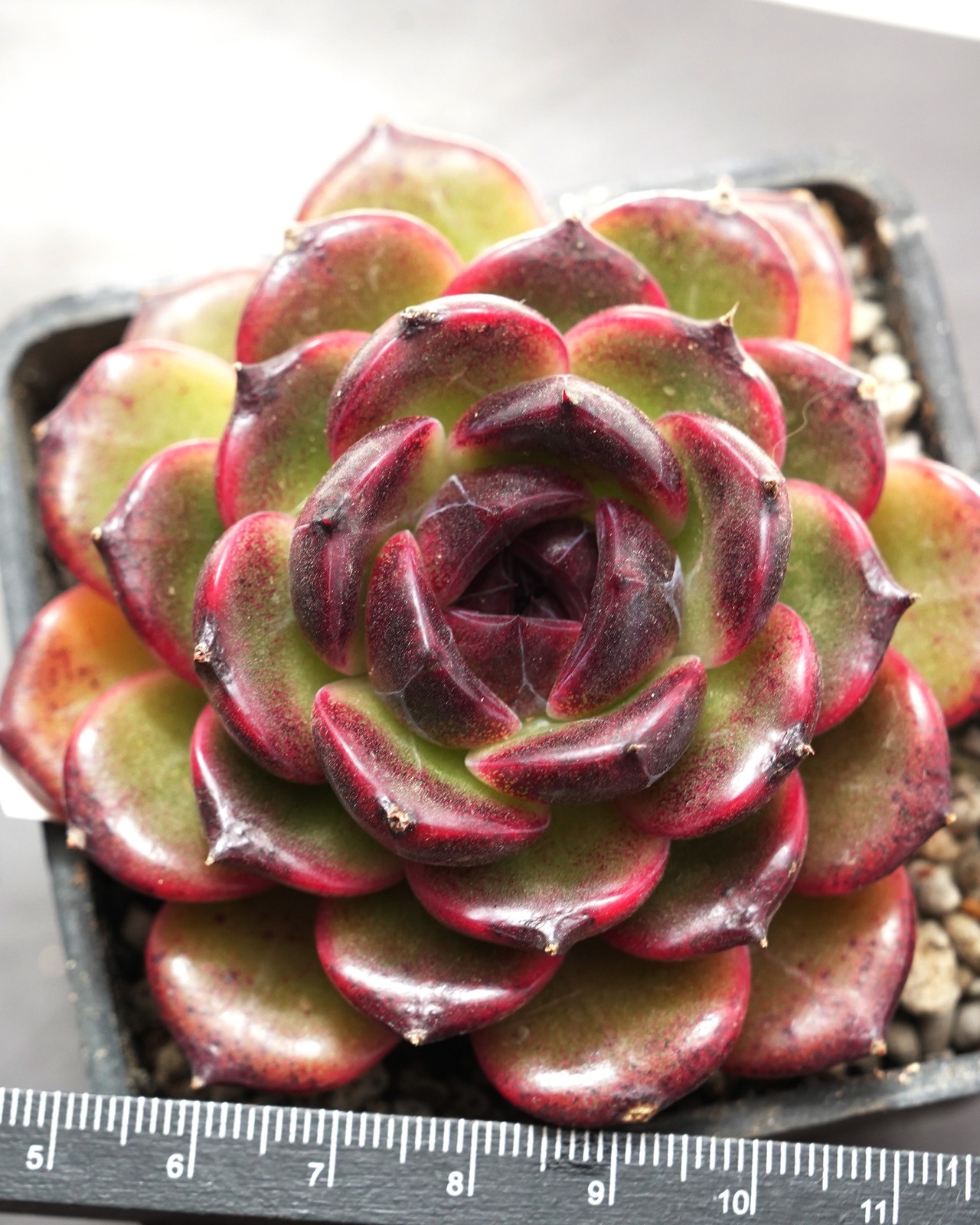 【PREMIUM】 抜き苗 アイスランドコーヒー Echeveria 'Iceland Coffee'