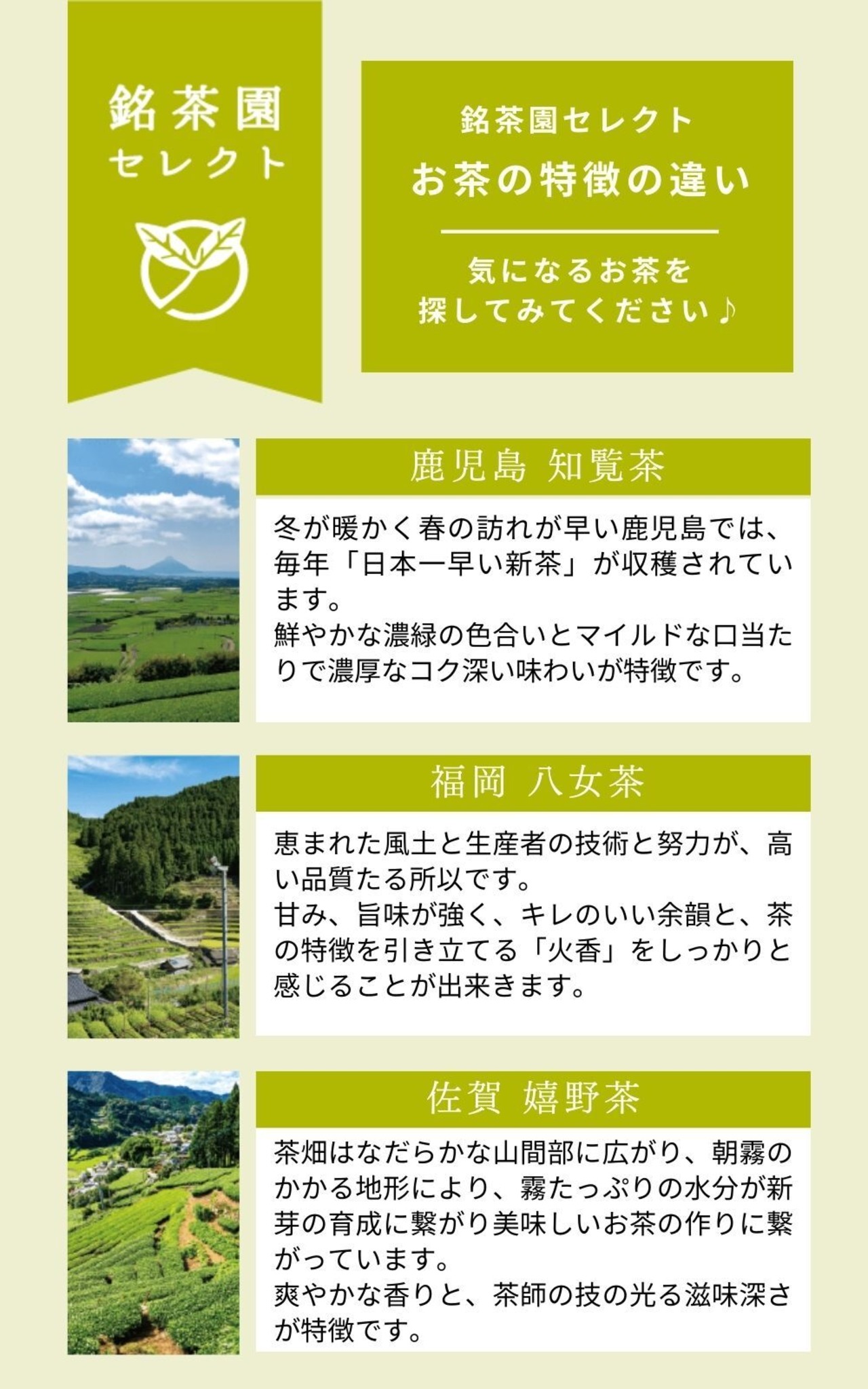 高級煎茶　知覧茶　若わかつゆ　100g
