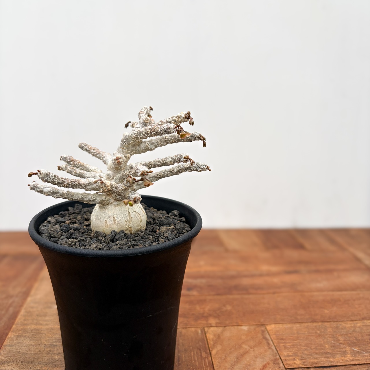Euphorbia ambovombensis【ユーフォルビア・アンボボンベンシス】