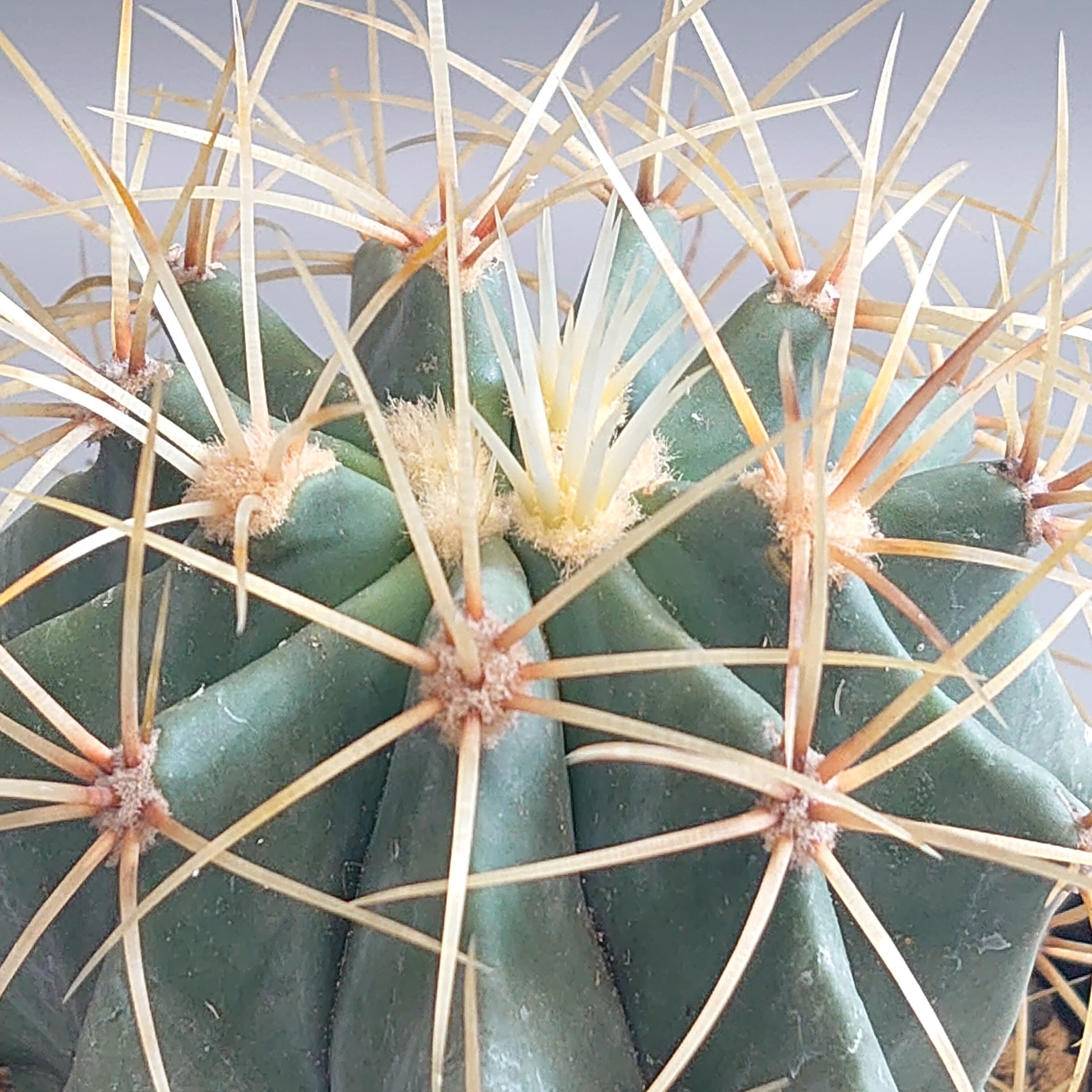 【現品】サボテン・王冠竜　フェロカクタス（おうかんりゅう）　12号　Ｂ３１番 現品】サボテン・王冠竜 フェロカクタス（おうかんりゅう） 12号 B31番