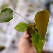 【希少】Anthurium Queen of Heart / アンスリウム クイーン オブ ハート⑬ / 観葉植物<育て方・花言葉>