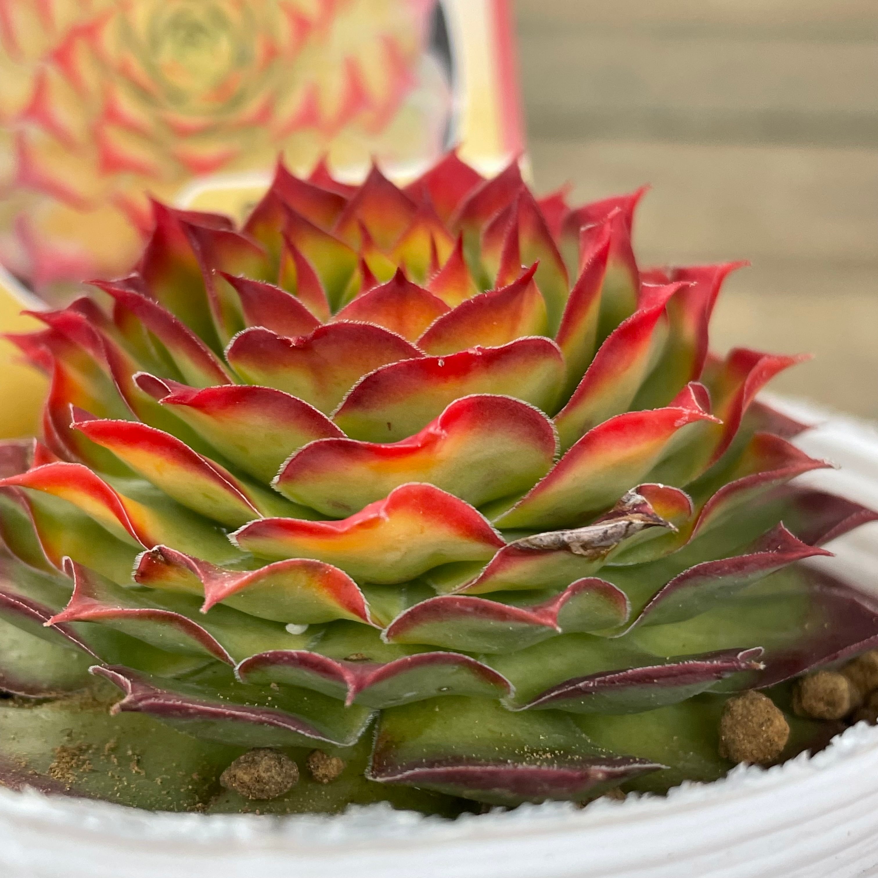 ゴールドナゲット カット苗 【公式通販】