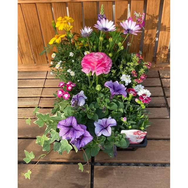 一部地域を除く）】季節の花苗（12セット) 産元から直送 ガーデニング 寄せ植え