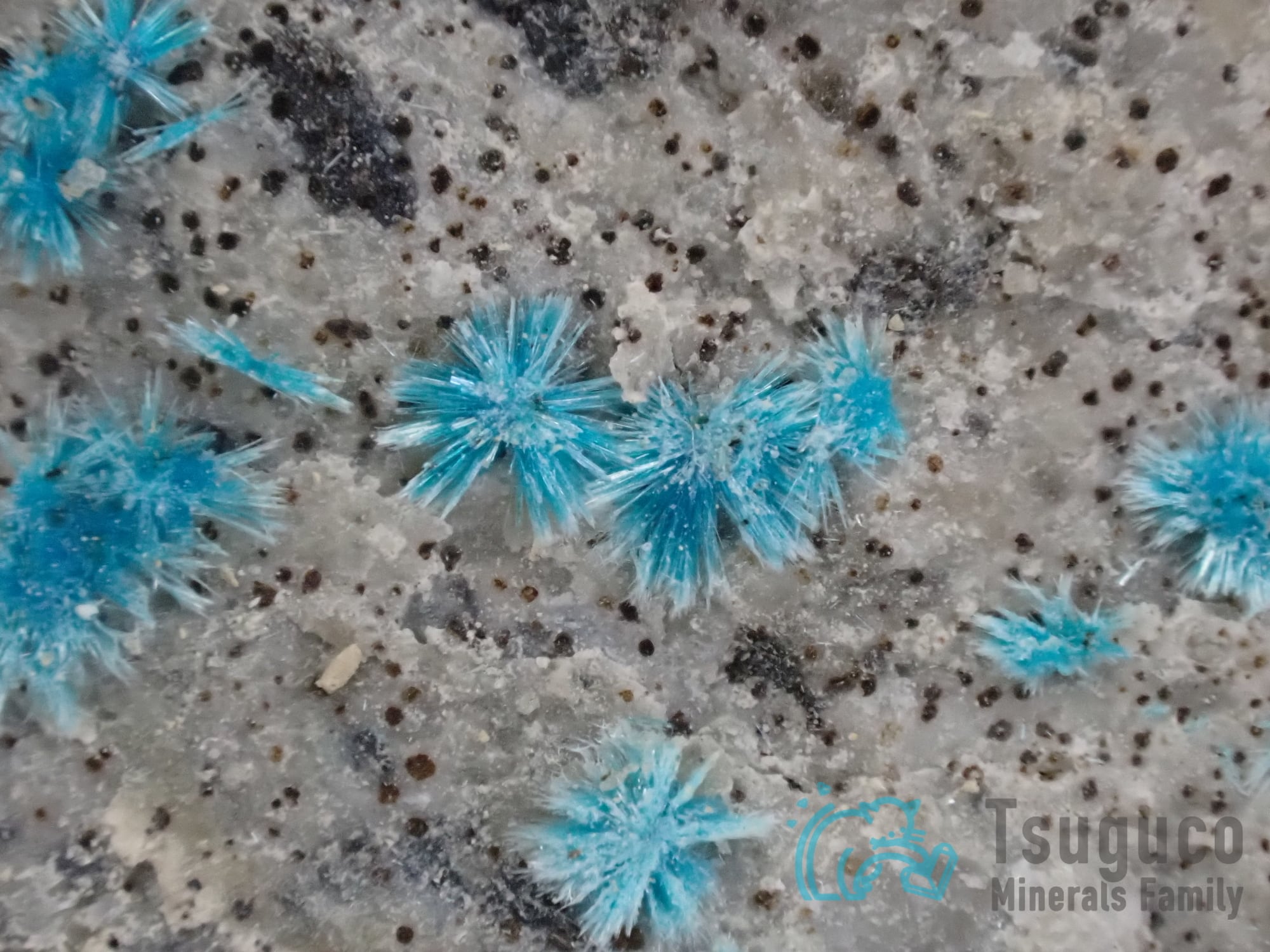 サーピエライト サーピエリ石 兵庫県 TM-674 | つぐこみねらるず