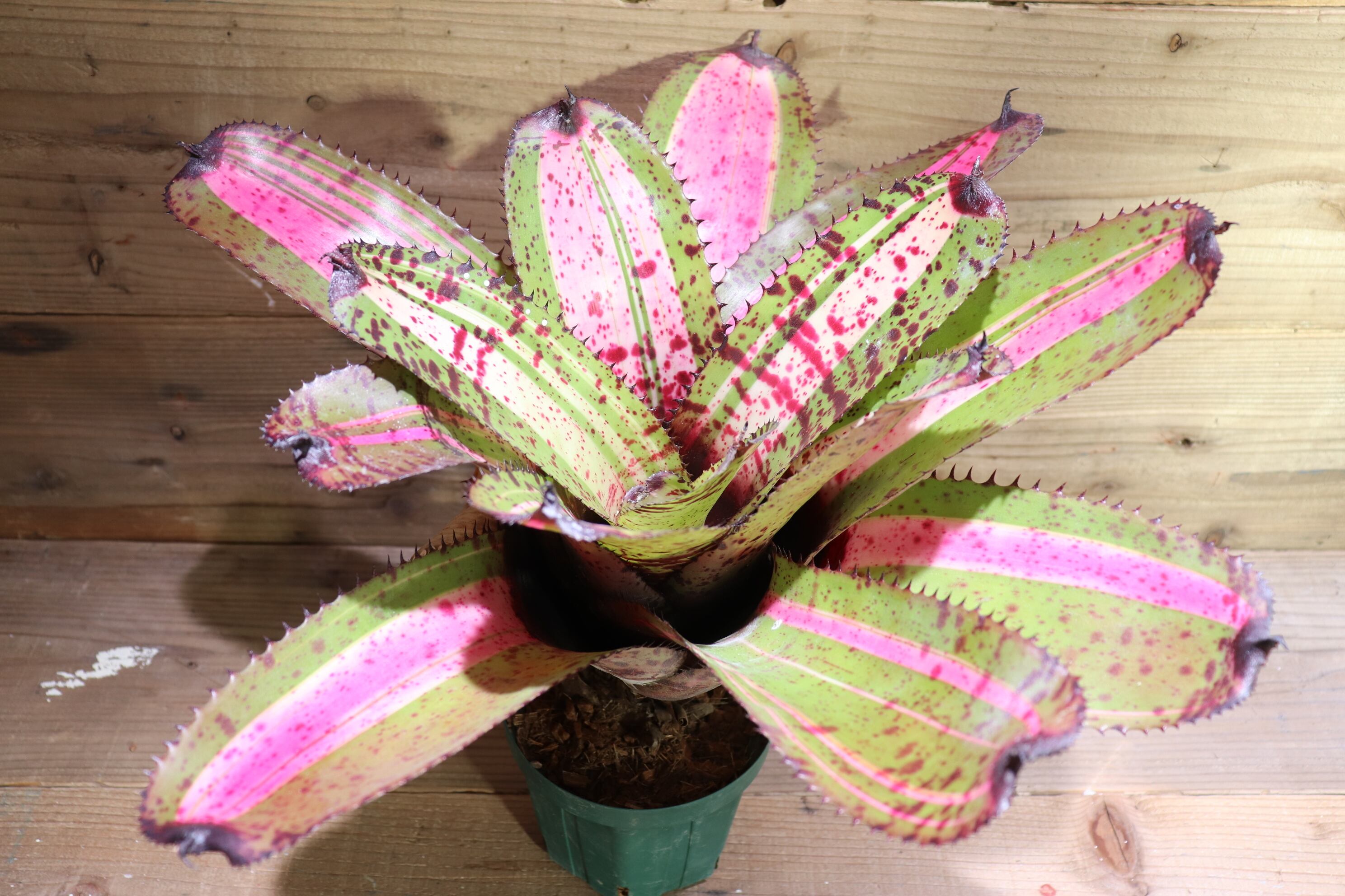 送料無料】Neoregelia 'White Walker'〔ネオレゲリア〕現品発送N0301
