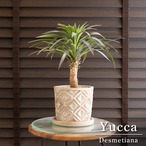 ユッカ デスメティアーナ Yucca Desmetiana ヤシ 幹立ち 5号 陶器鉢 0711BE
