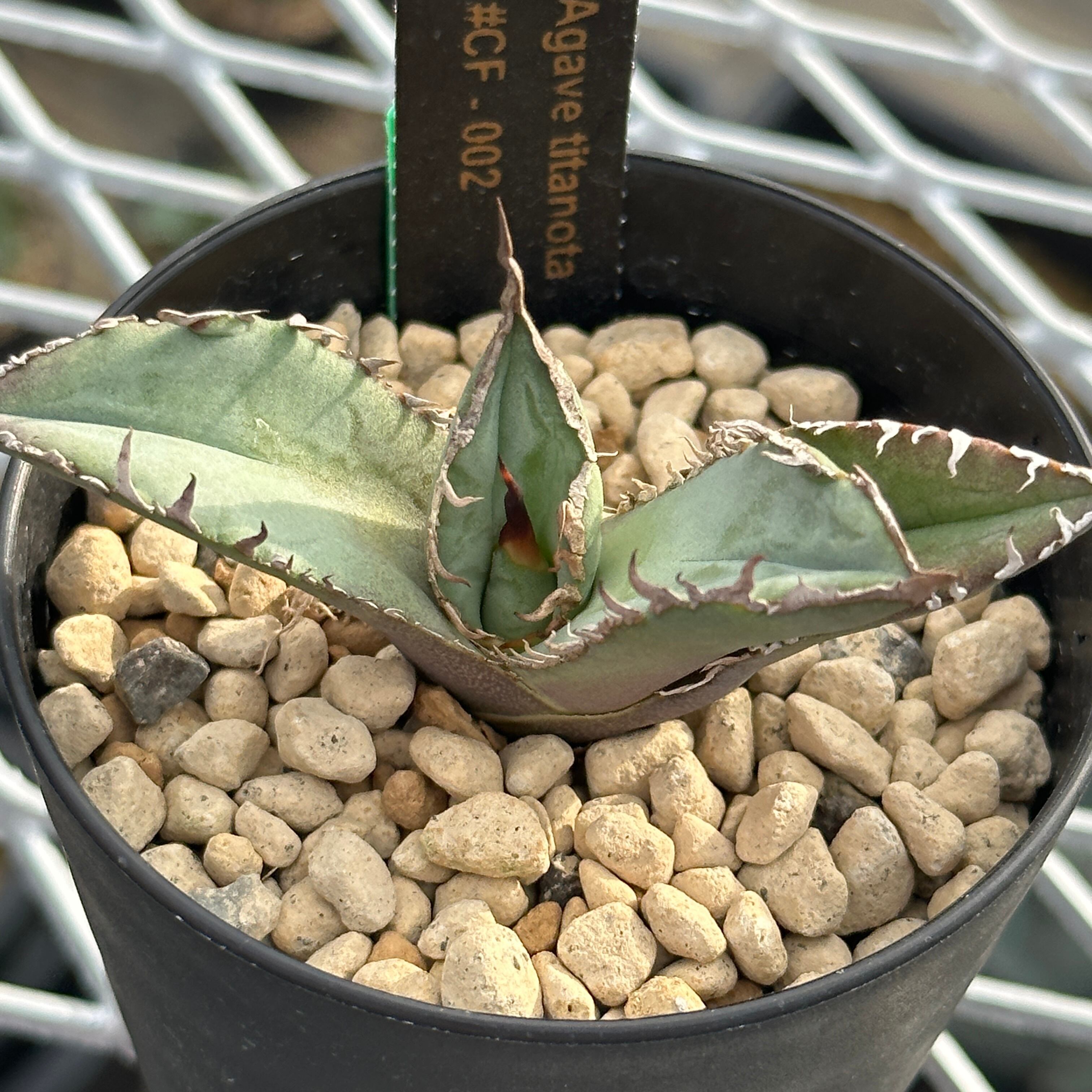 Agave titanota(アガベ チタノタ )＃CF-002 子株　良型　発根済