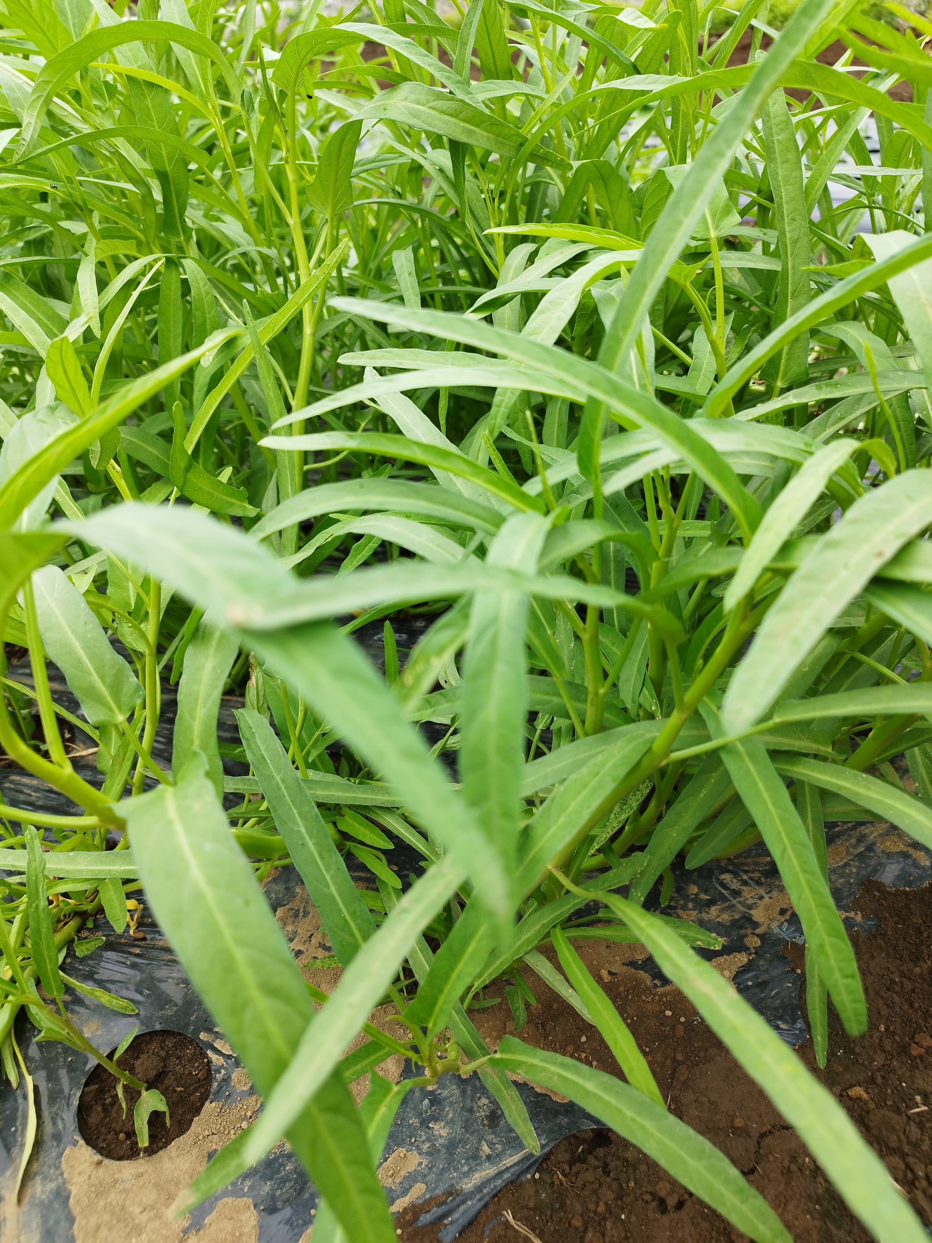 2026年6月～出荷予定】空芯菜(空心菜)5kg 業務用 千葉県産 ※送料別