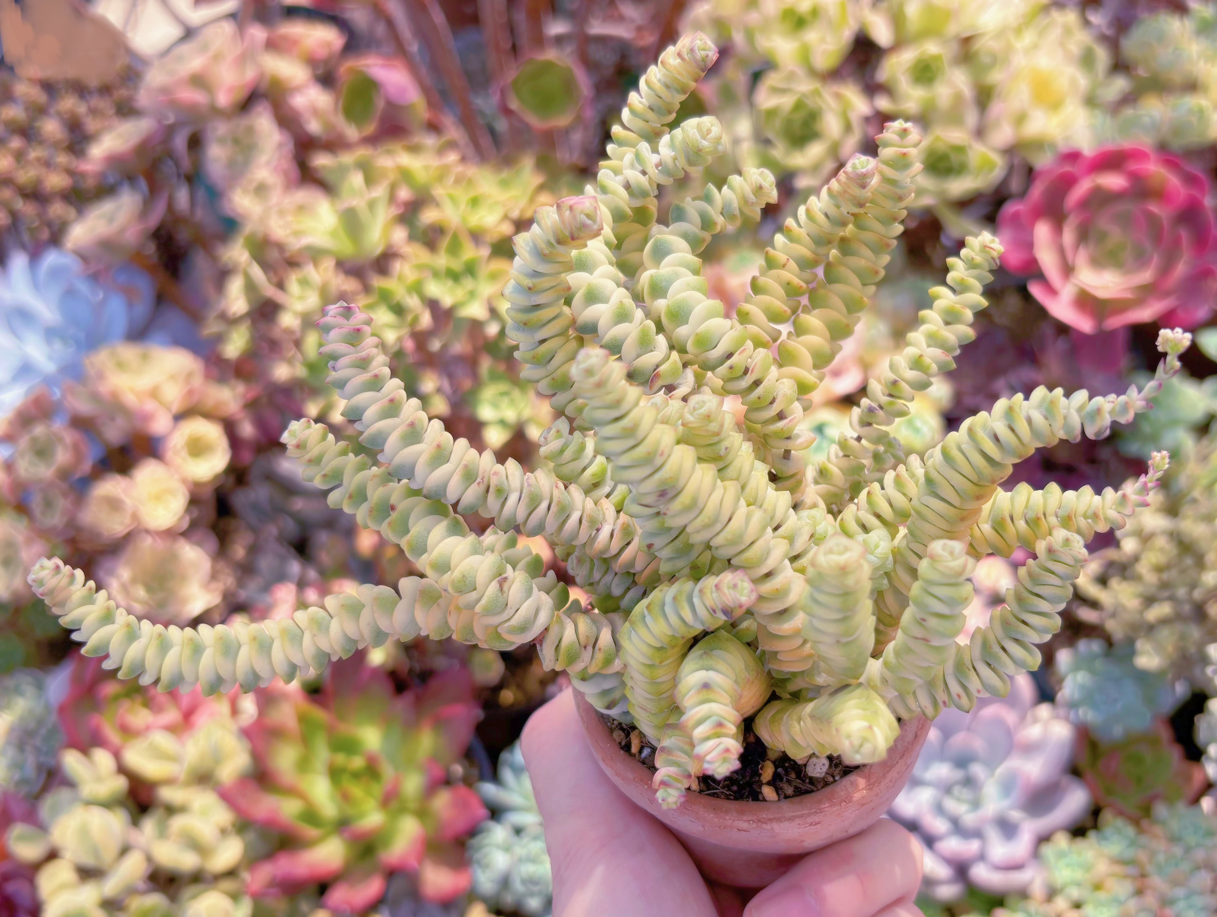 多肉植物 ファンタジー錦(15頭) 新入荷 るる農園 | るる農園~多肉植物専門