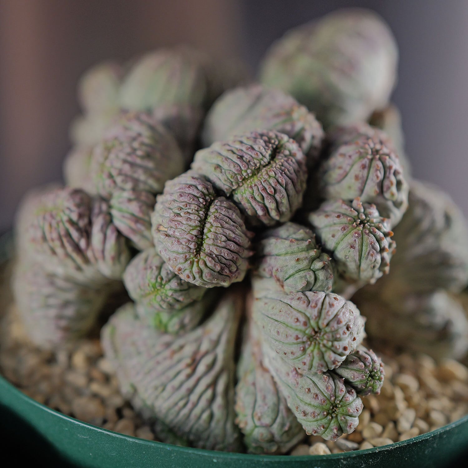 オベサ　綴化　厳選　コレクション株　ユーフォルビア オベサ 綴化 厳選 コレクション株 ユーフォルビア オベサ 綴化 厳選