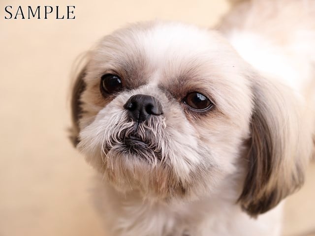 犬、犬の肖像 クレヨン画 犬の肖像part2 - YouTube