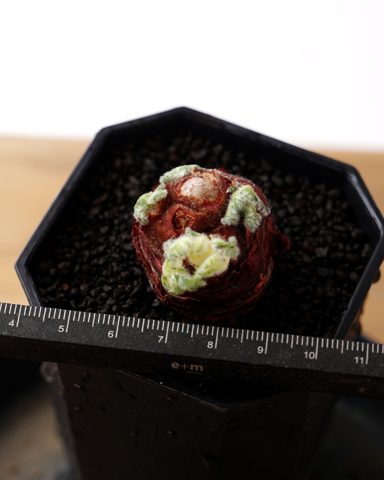 一部発根済カット苗 ペラルゴニウム トリステ S Pelargonium triste