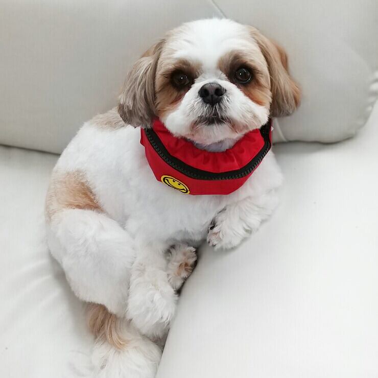 ネッククーラークールスヌード⭐︎スマイル犬⭐︎クールタイ