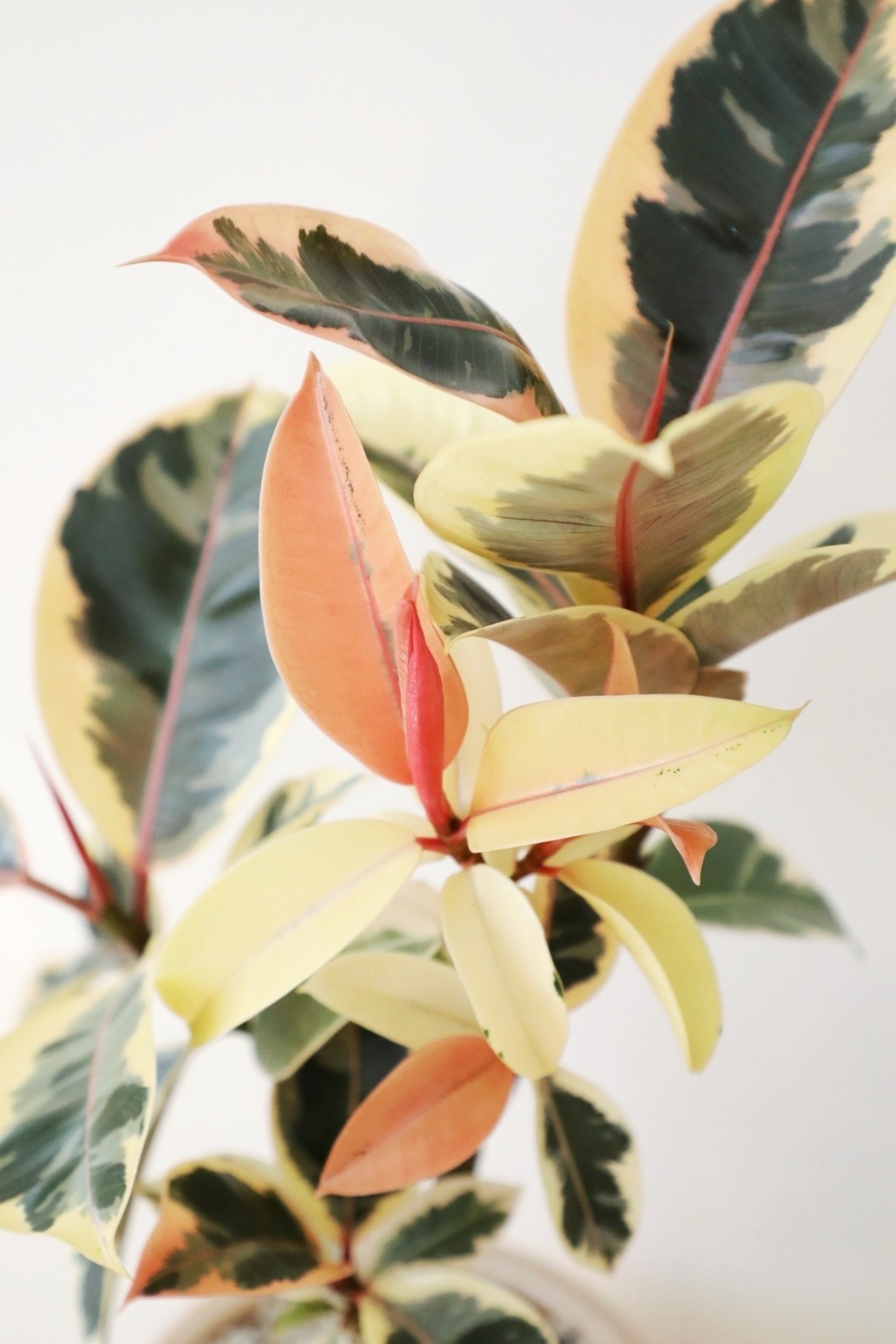 【M】フィカス ティネケ/Ficus