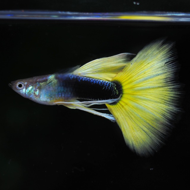 【セール】Taxiリボン　1カルテット＋おまけ１カルテット