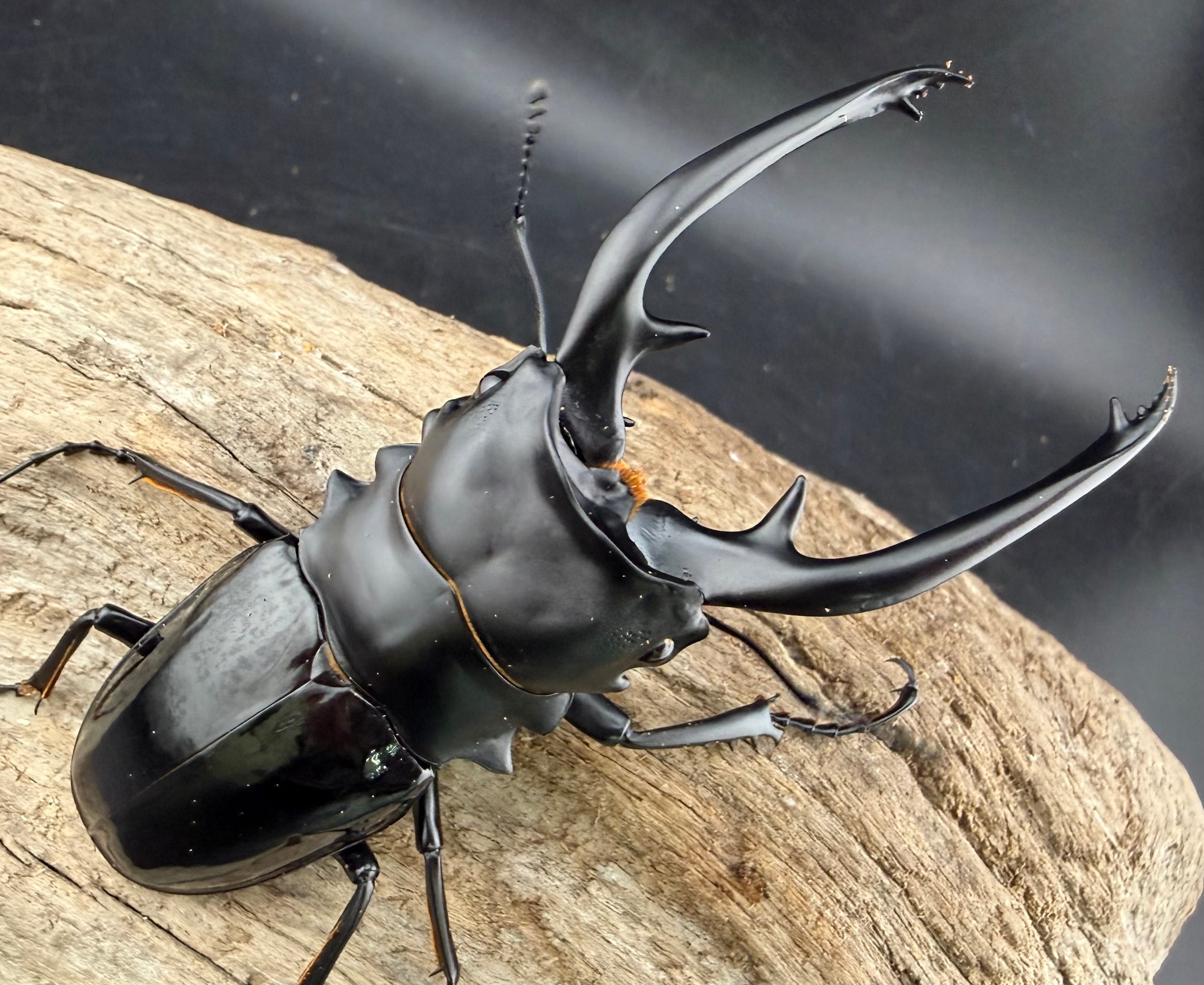 ツヤクワガタの仲間 | KPW公式オンラインショップ