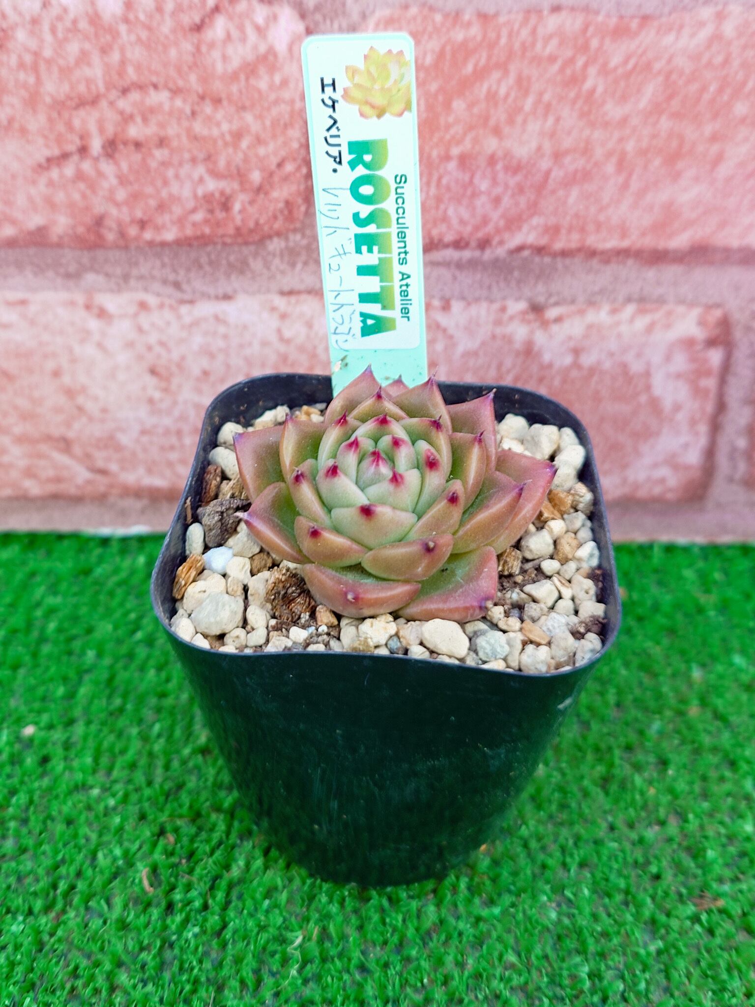 エケベリア レッドキュートドラゴン(Echeveria 