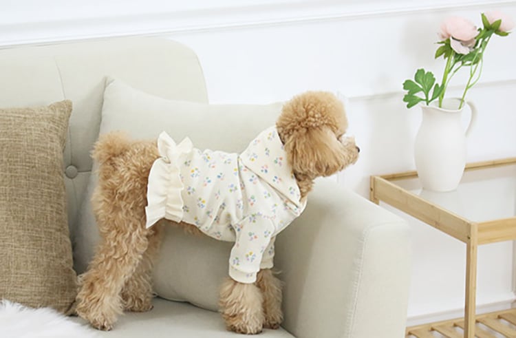 SALE】 lily hood onepiece S ~ XL / 犬服 春夏 新作 フード