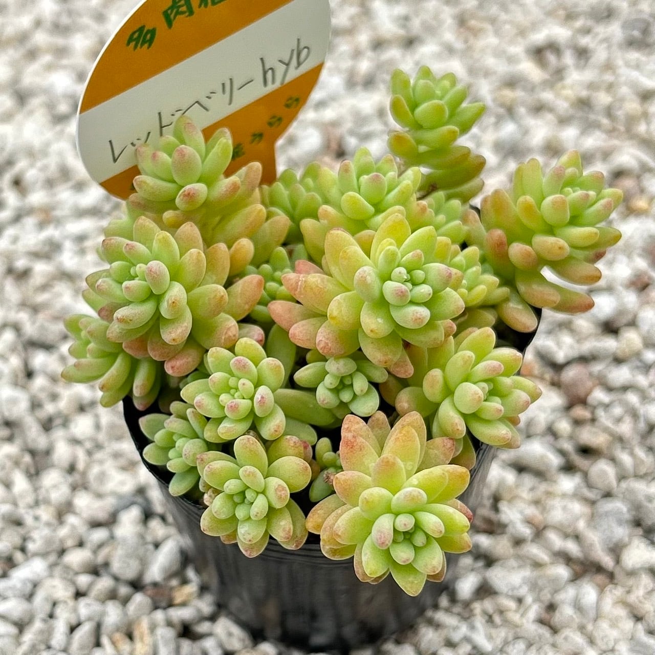 ラウリンゼ 2寸苗 多肉植物 エケベリア | Succulent 花うらら 〜多肉植物