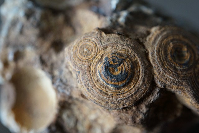 ゴビアゲート Gobi Agate 1128