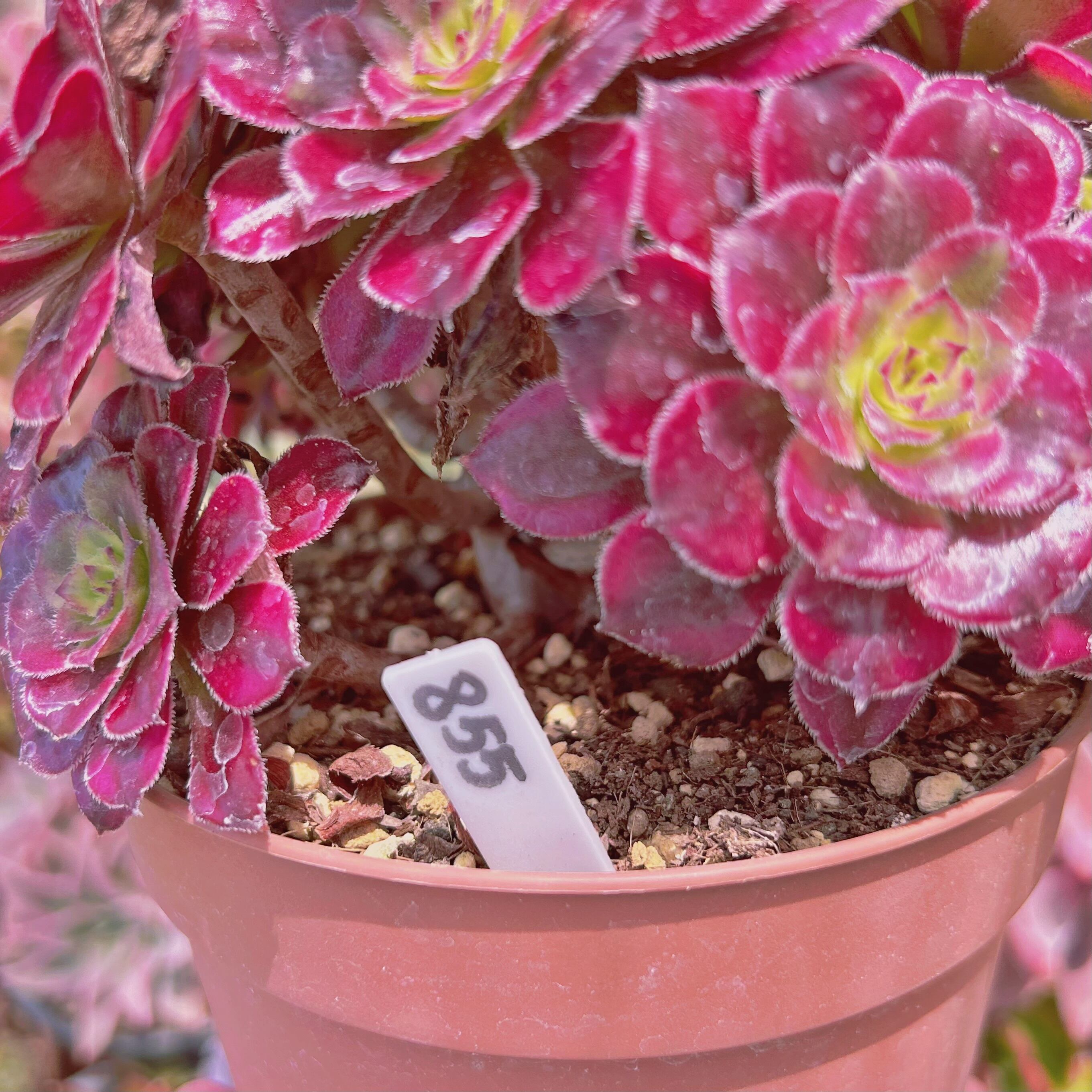 855現物 多肉植物 美姫(Aeonium) 特大群生 抜き苗 | るる農園~多肉植物専門