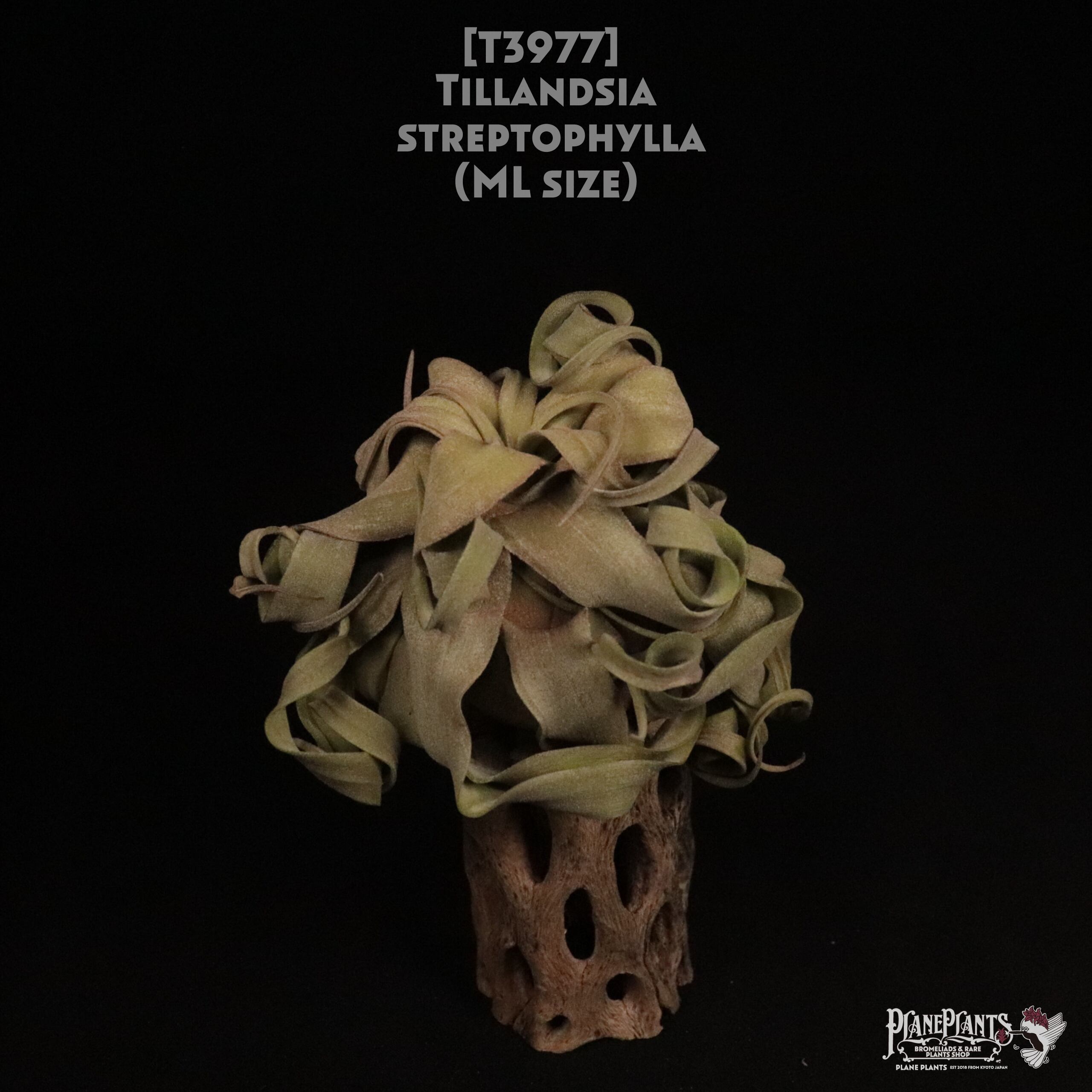 【送料無料】streptophylla ML〔エアプランツ〕現品発送T3977